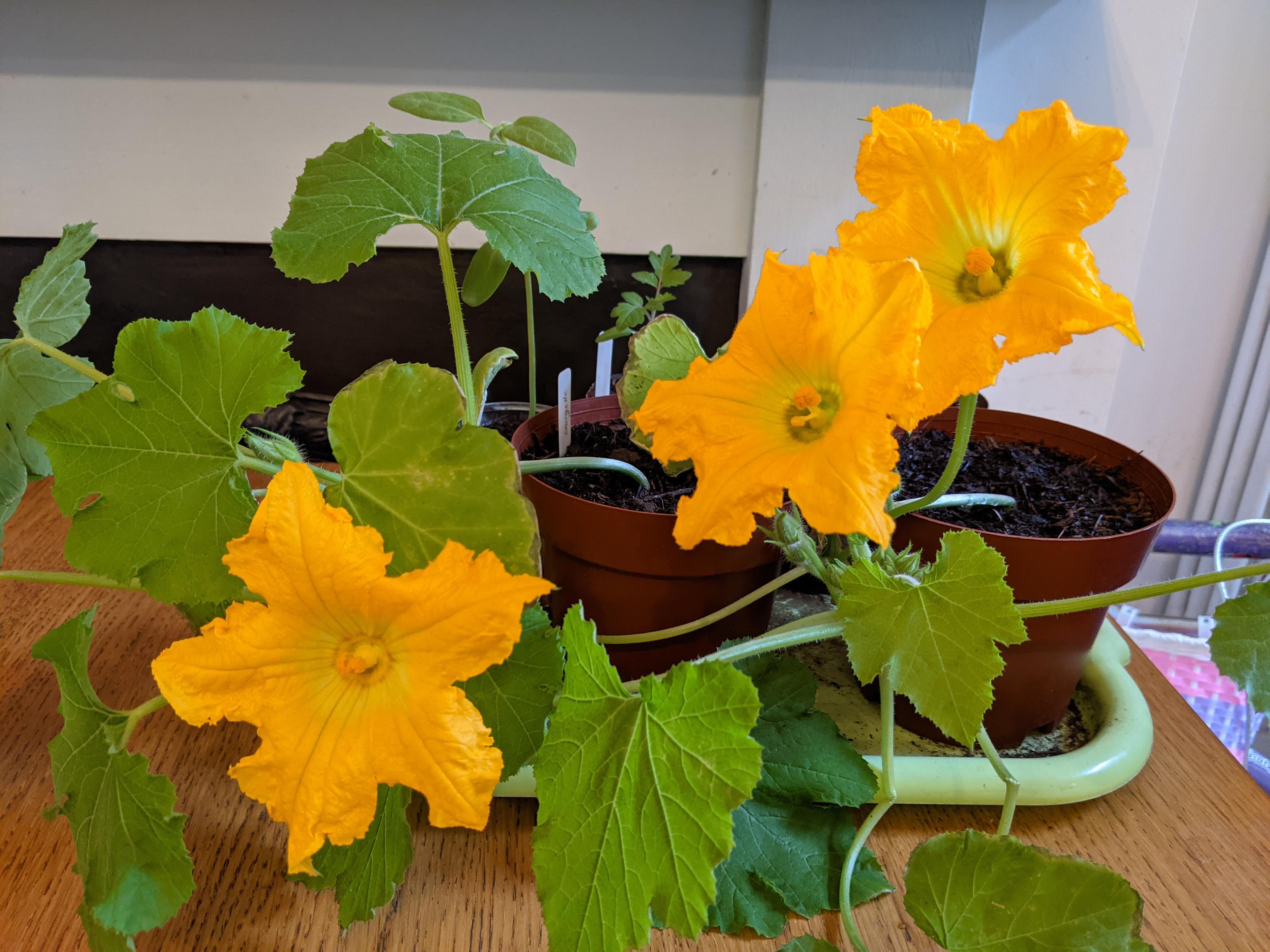 Clearly I've planted my courgette seeds way too early! Is there any