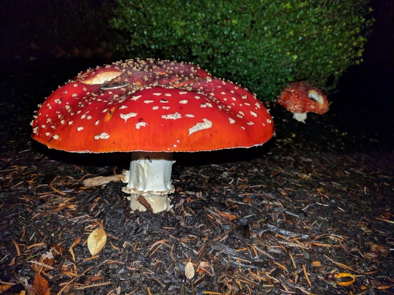 Here is a mushroom we found in our (Portland, OR) front lawn last winter. Quarter on top for