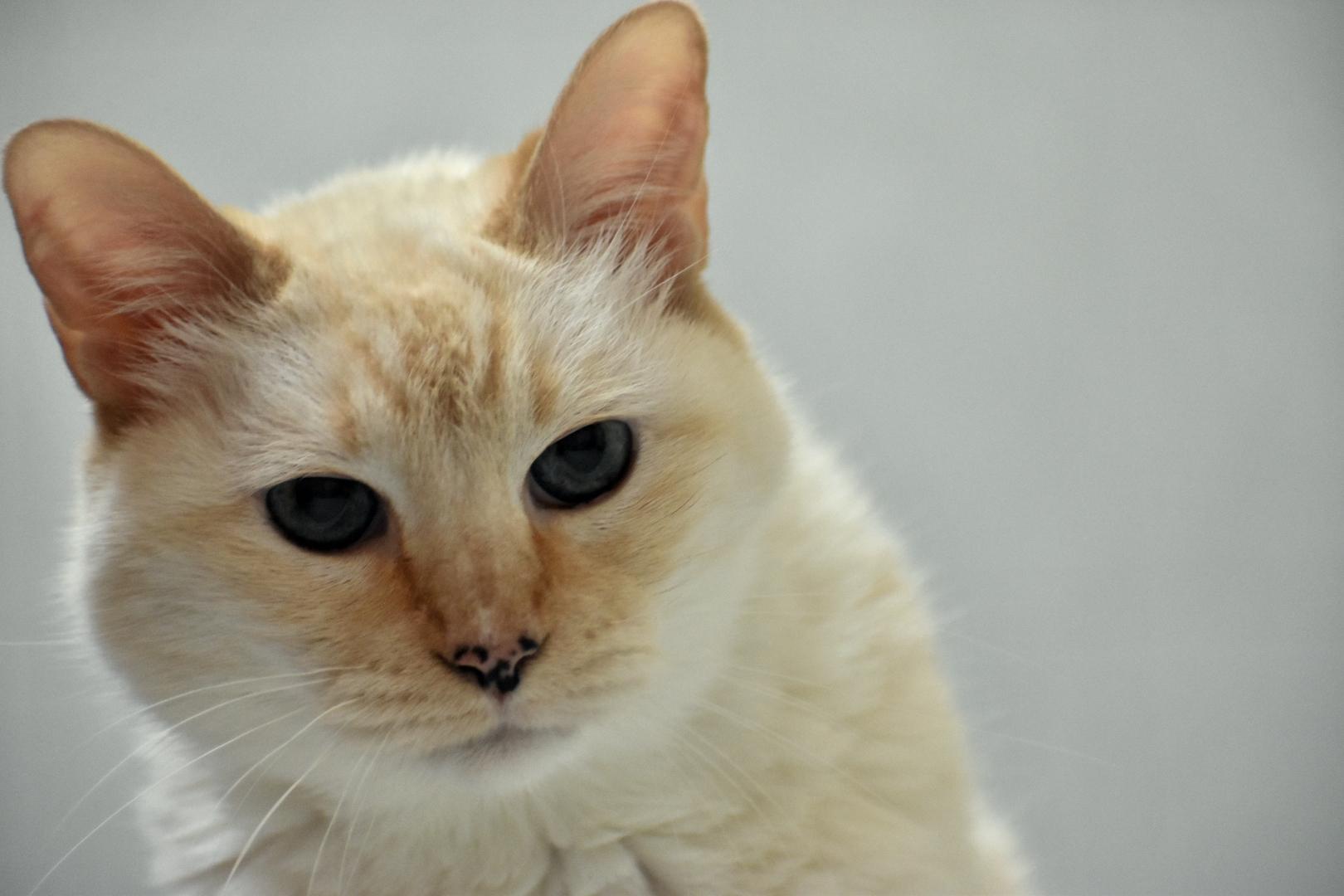 PsBattle Peach colored cat.