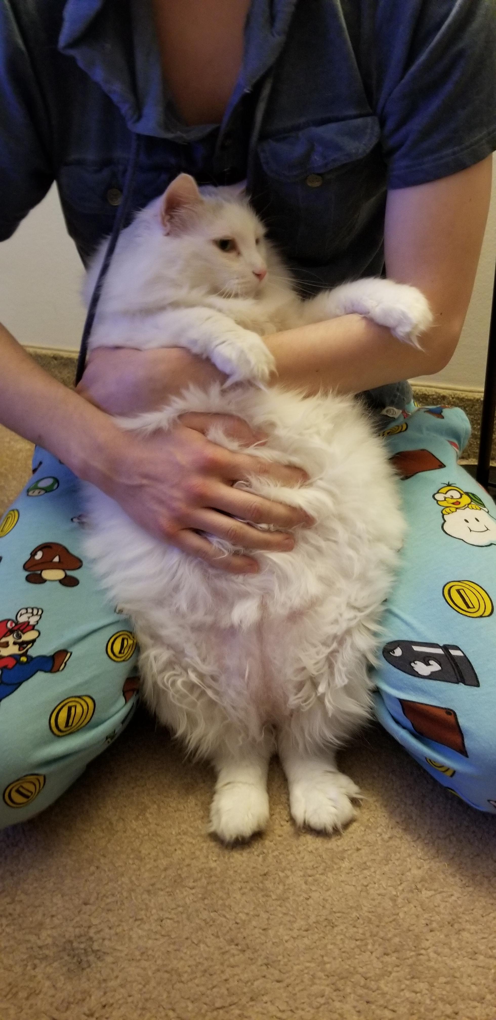 a 20 lb Norwegian forest cat. aka JJ the heckin chonker r/fatcats