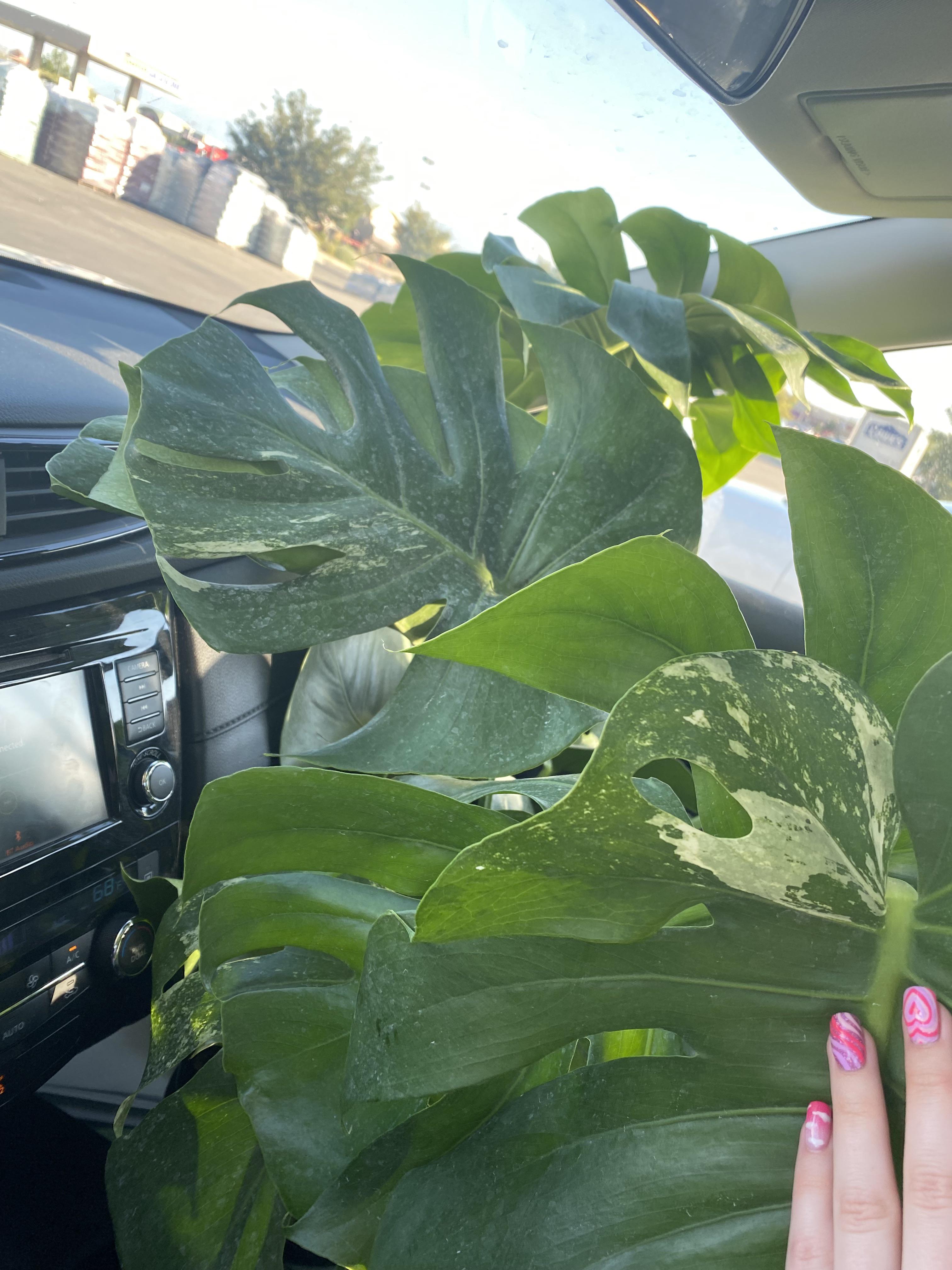 It finally happened! Variegated monstera find at Lowes r/houseplants