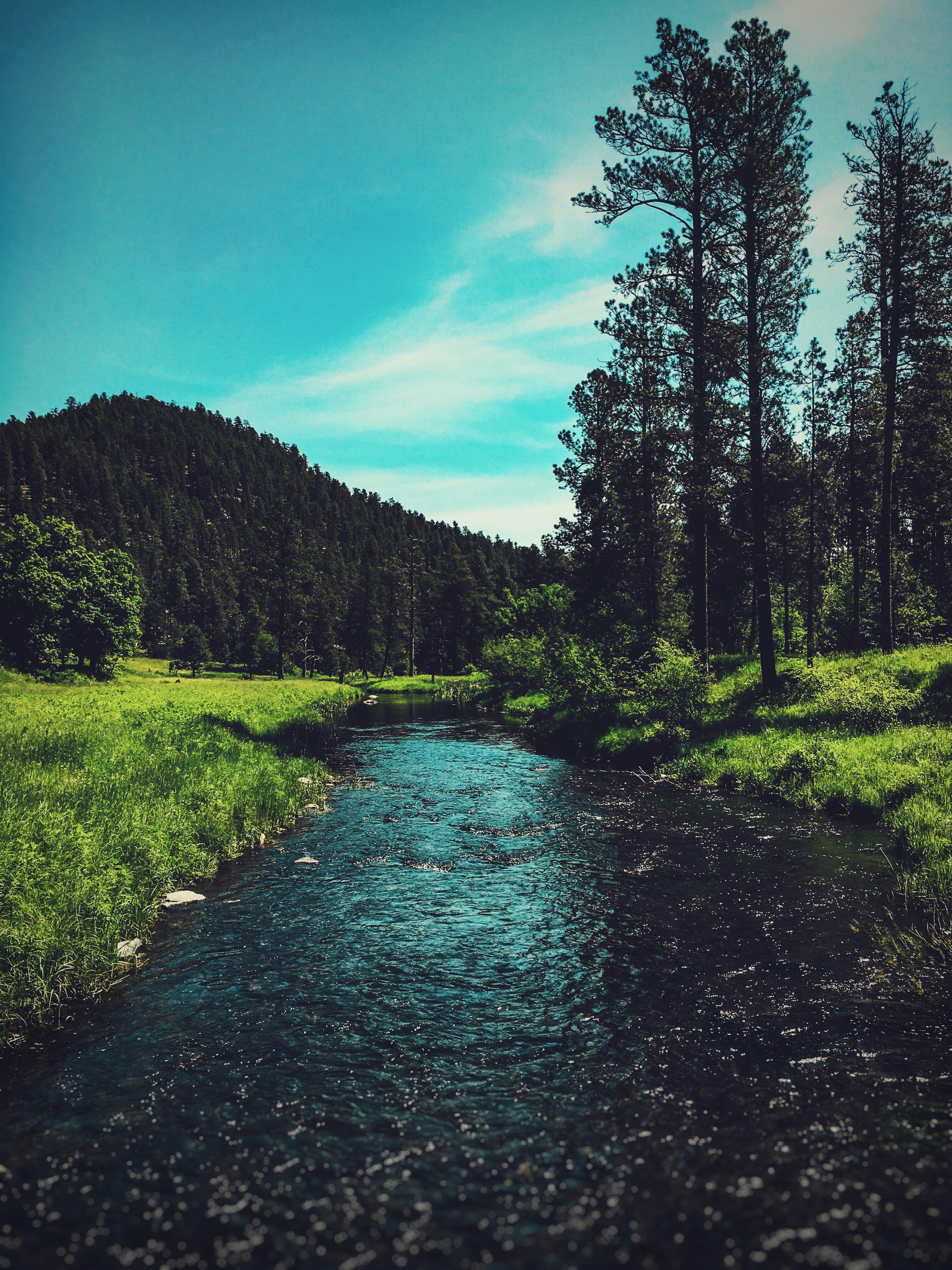 Spring Creek, Black Hills, SD [OC][3024x4032] r/EarthPorn