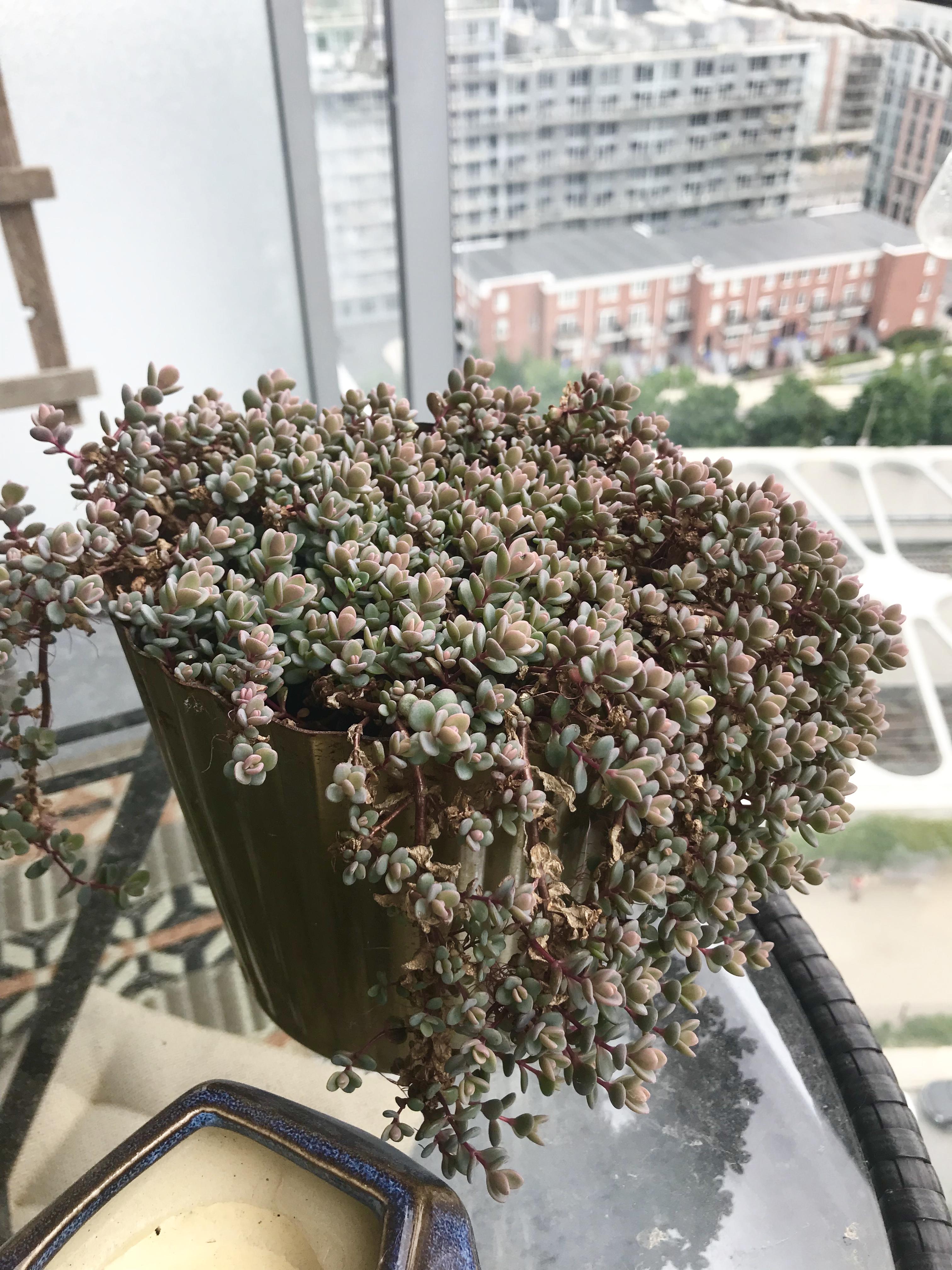 The only plant that survived the winter on my balcony. Life finds a way