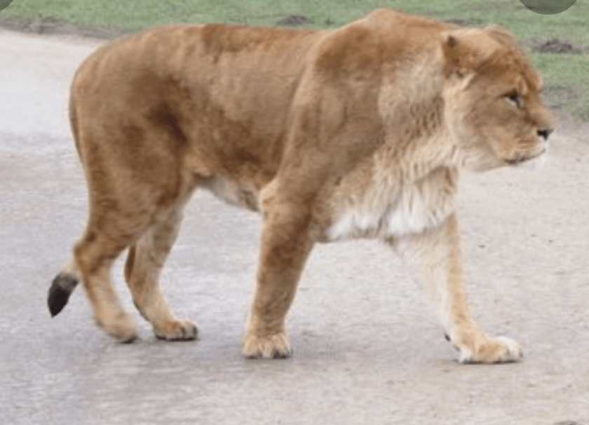 Male Lion Without mane r/Lions