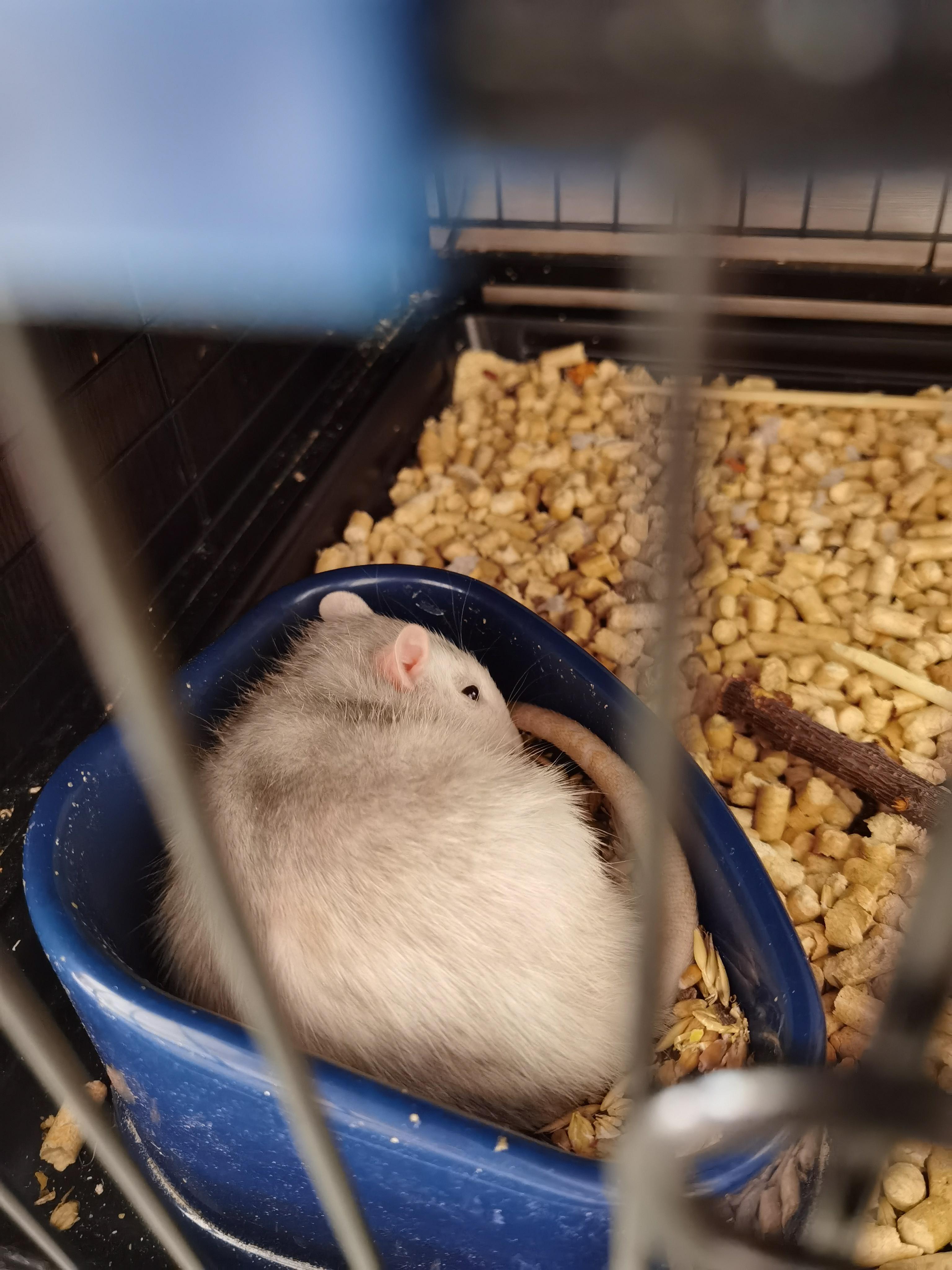 Why go from bed to food when you can sleep in the feeder? D r/RATS
