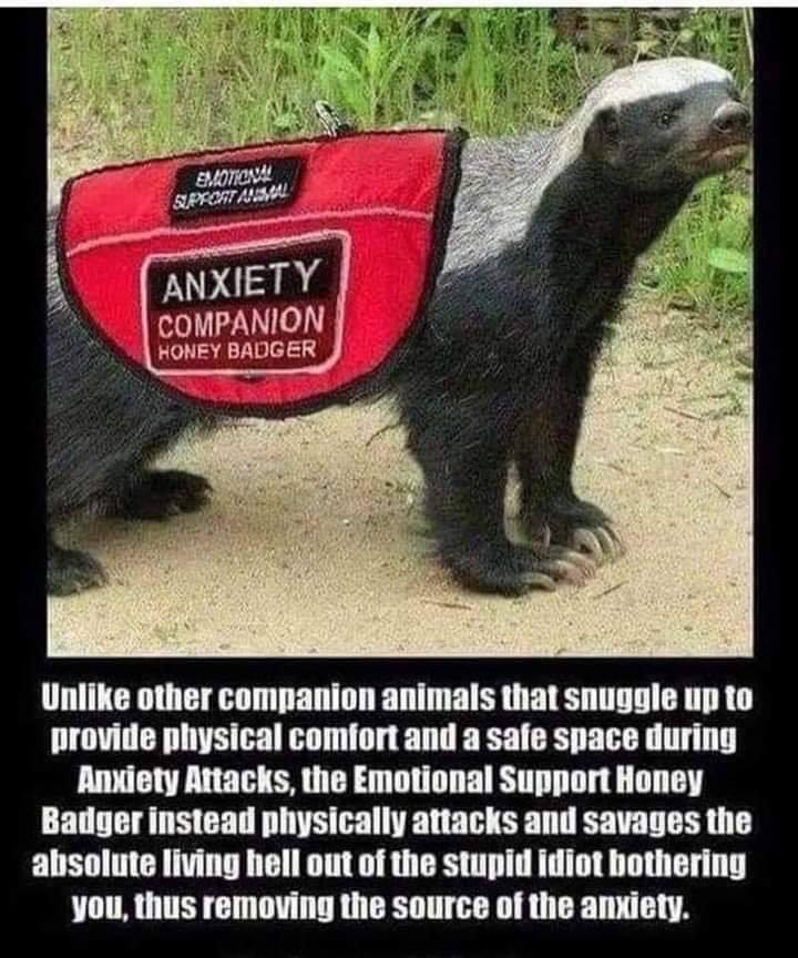 Honey badgers are great support animals ShittyAnimalFacts
