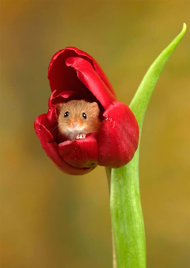 Harvest mice like to sleep in tulips. r/interestingasfuck