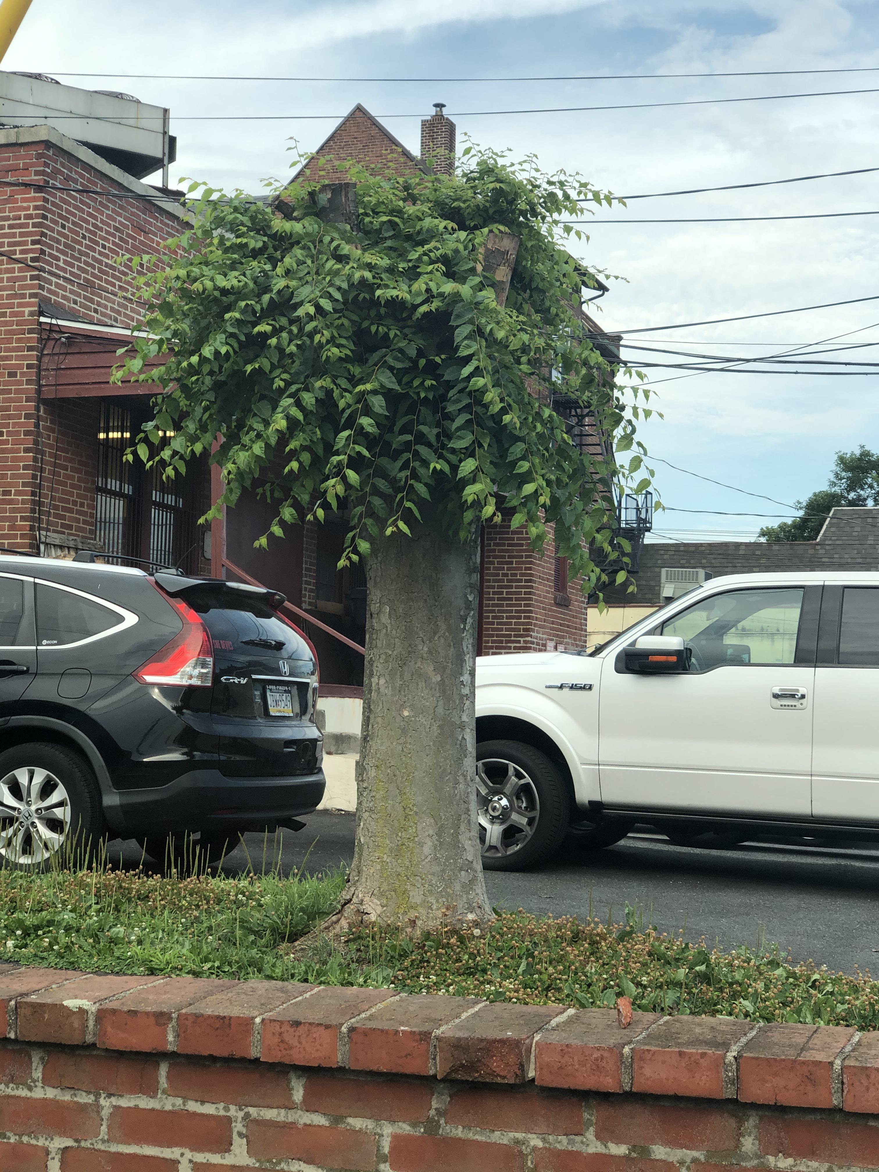 Saw my first Pennsylvania palm tree today r/pics