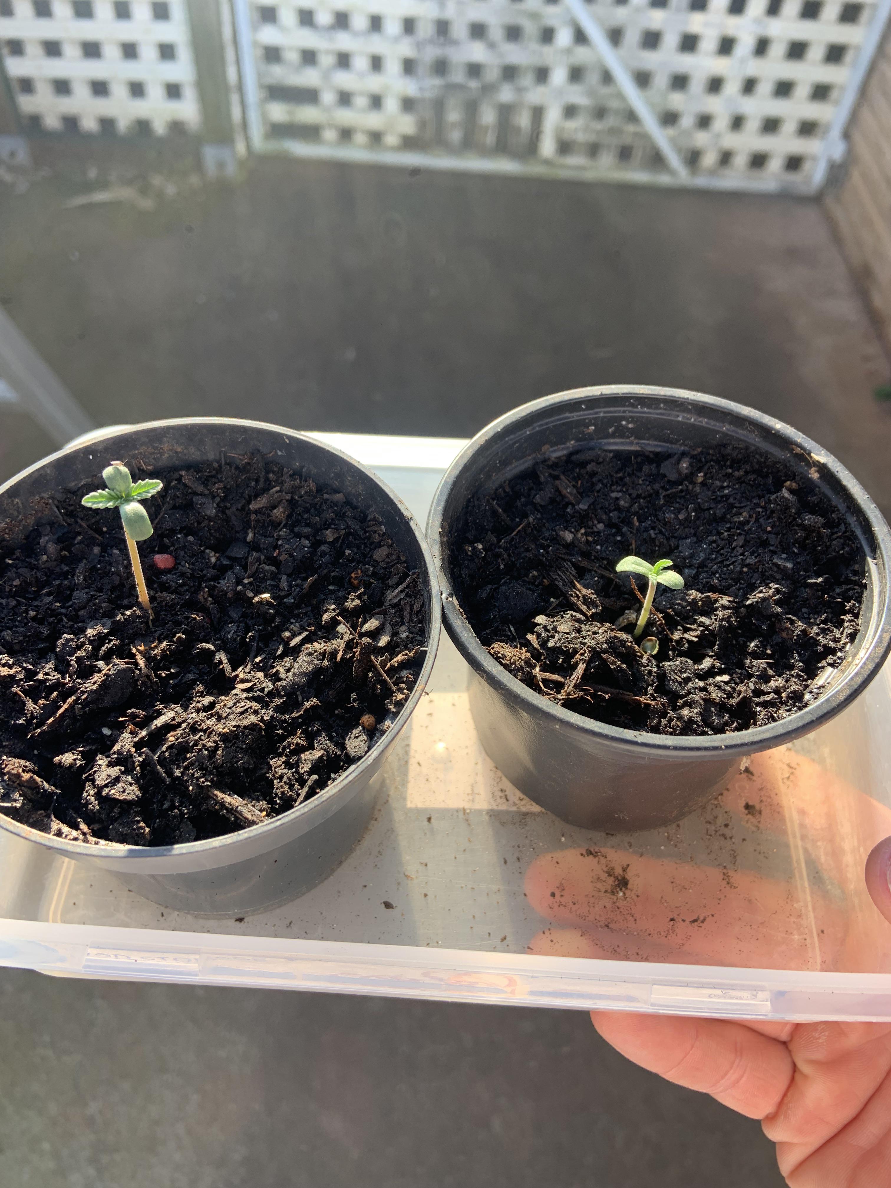 Dropped my first photo seeds this week. Anyone found these to be