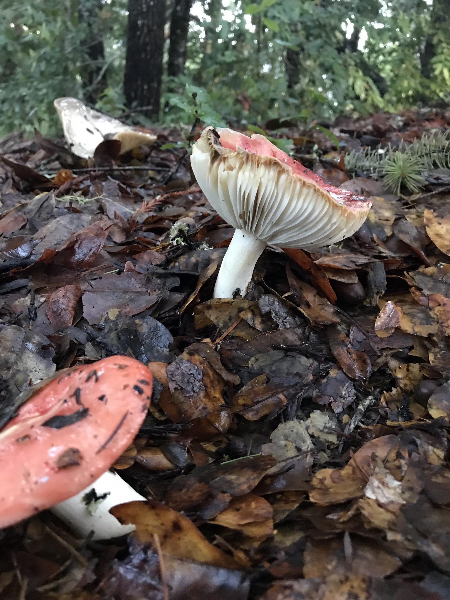ID help? Found in Santa Cruz, CA, after a bunch of rain. Roughly palm