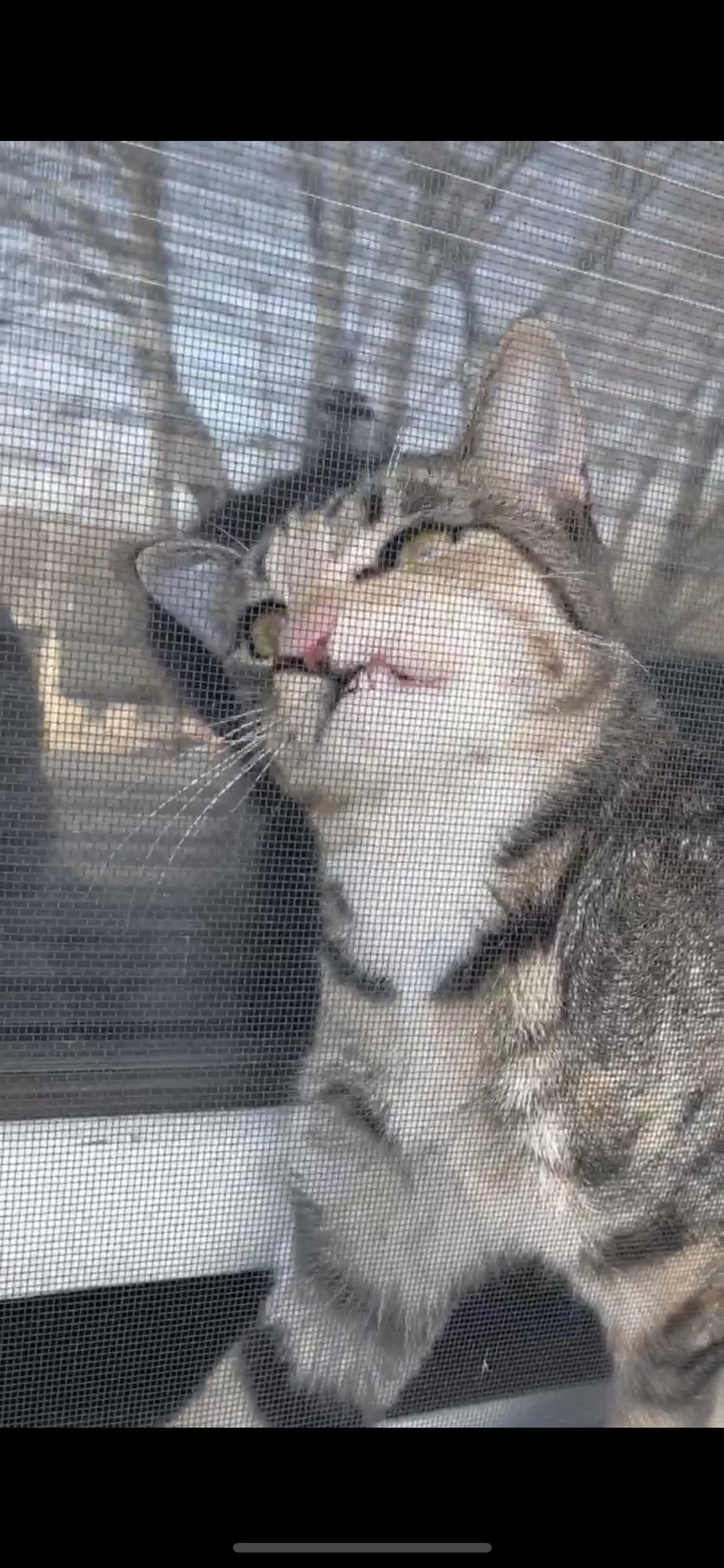 my cat got stuck between the window and the screen r/teefies
