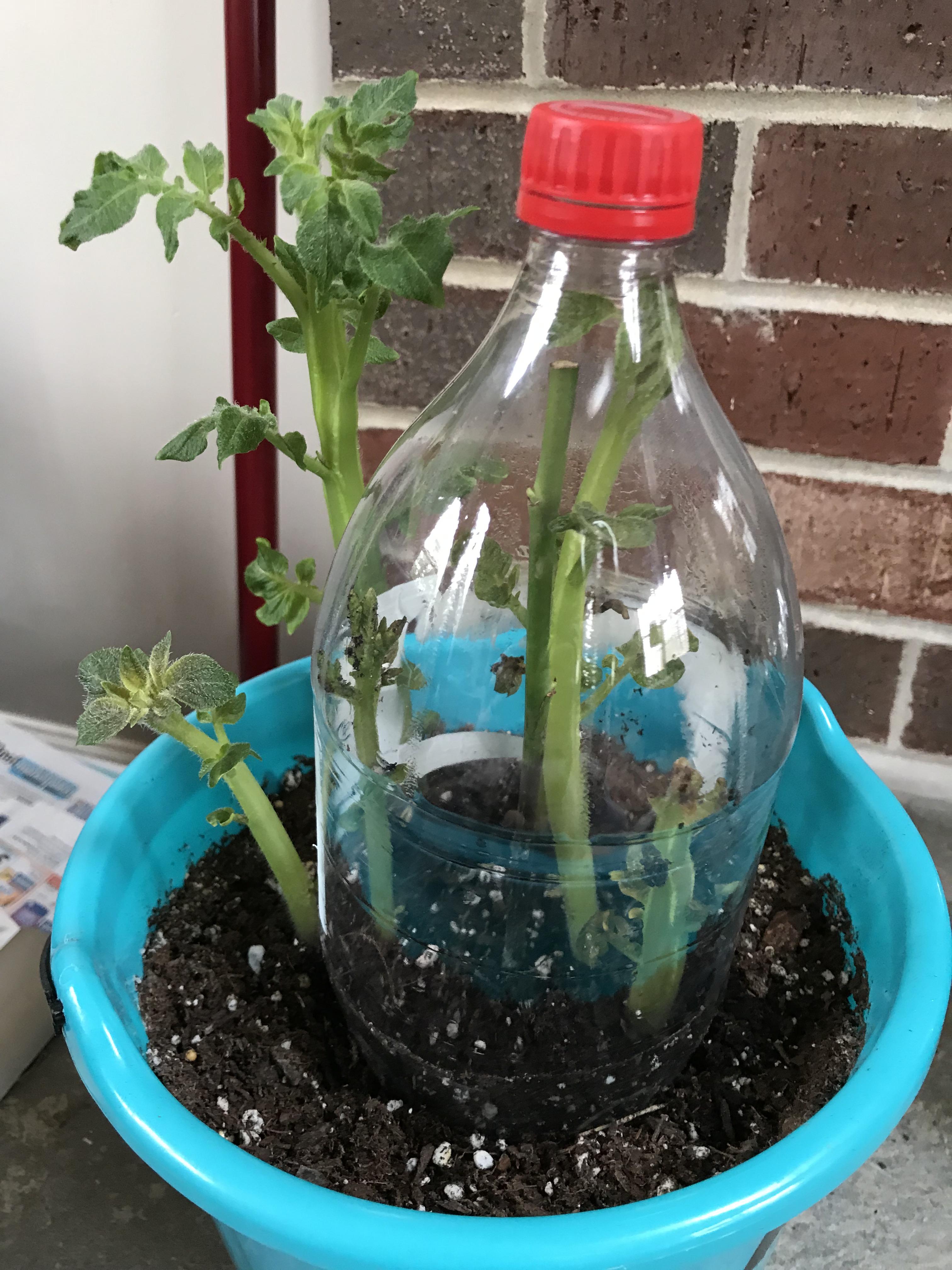 I tried to do the growing a rose bush from a potato thing. Nothing