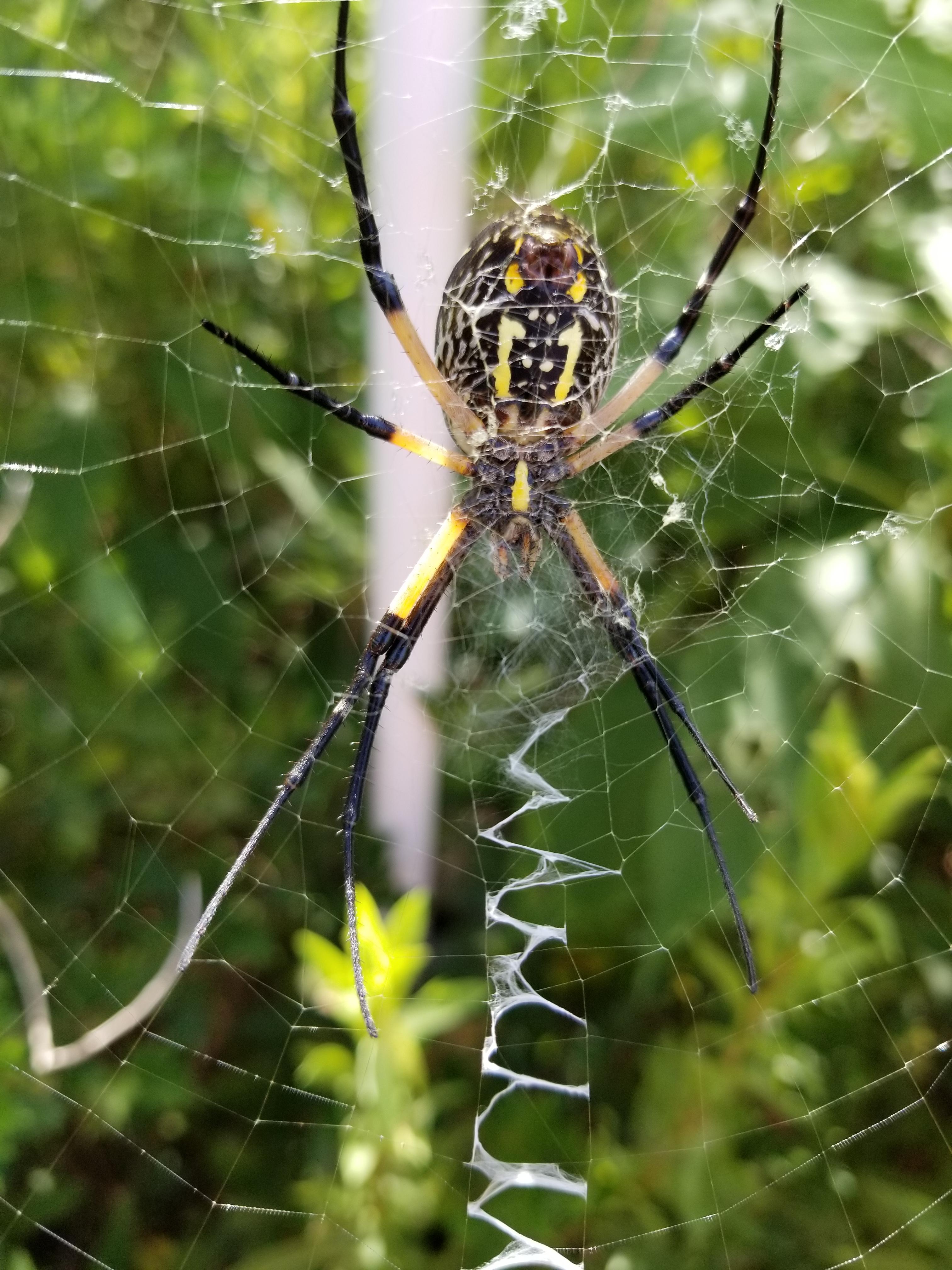 Orb weaver spider in South Louisiana r/natureismetal