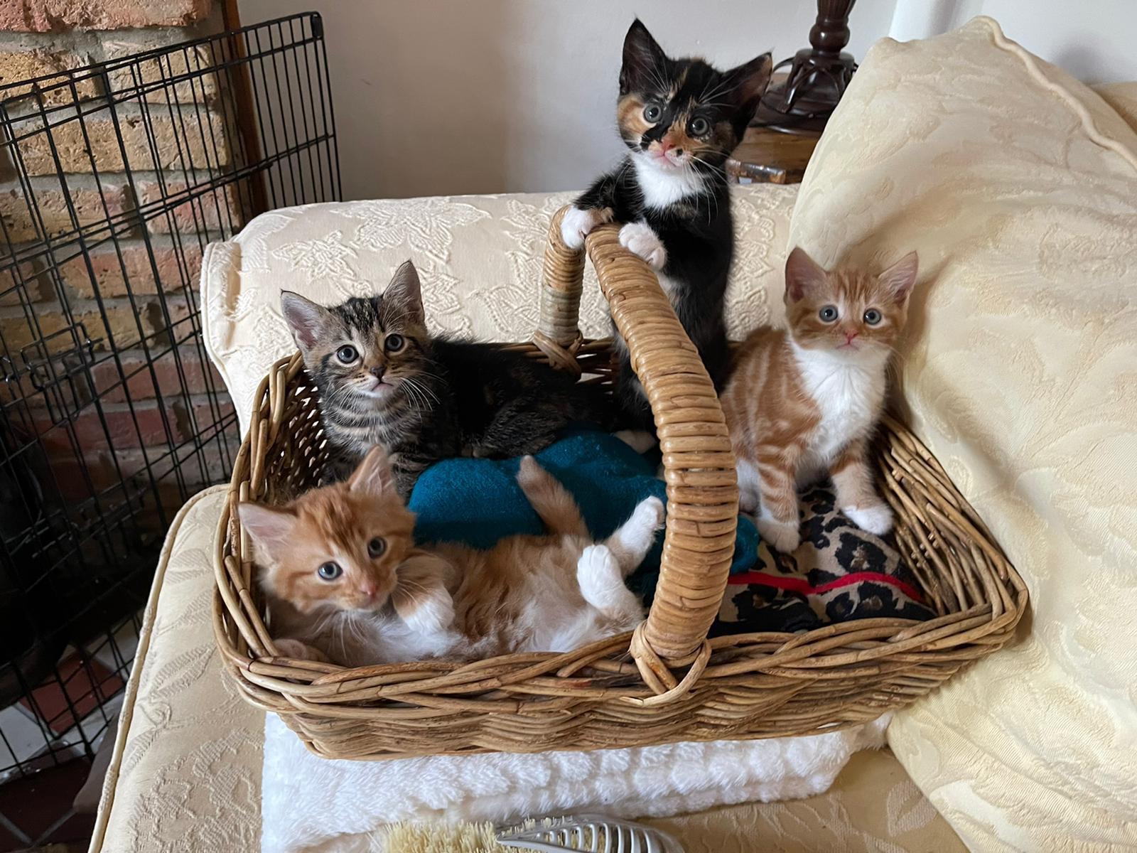 A basket full of kittens to help brighten up your Sunday. r