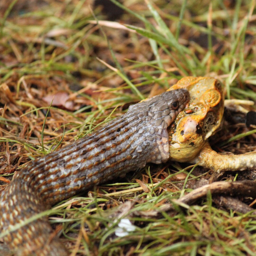 Keelbacks are Australia's only nonvenomous, semiaquatic snake, yet