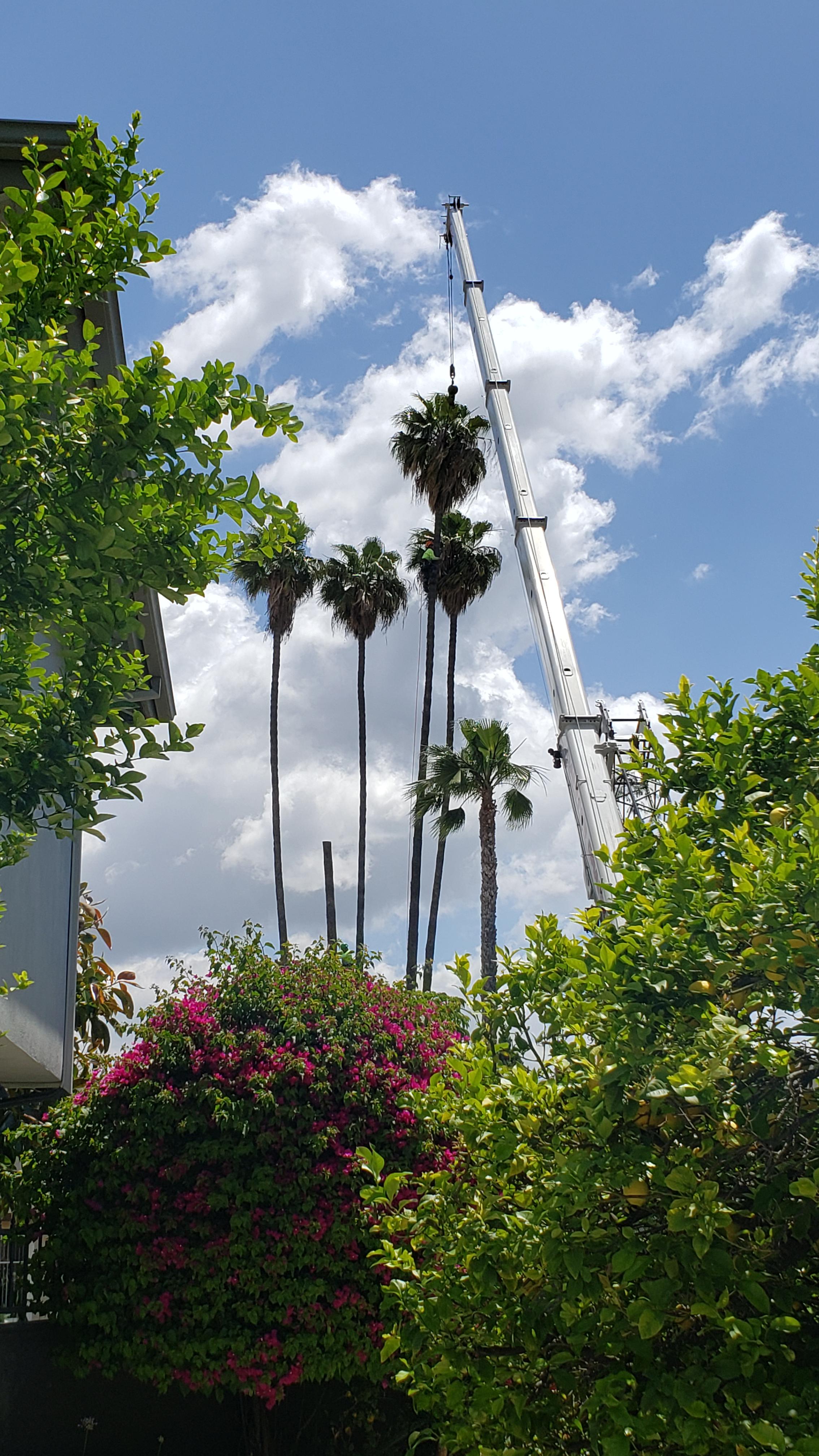 Super sad. They are cutting down all the palm trees on our road and no