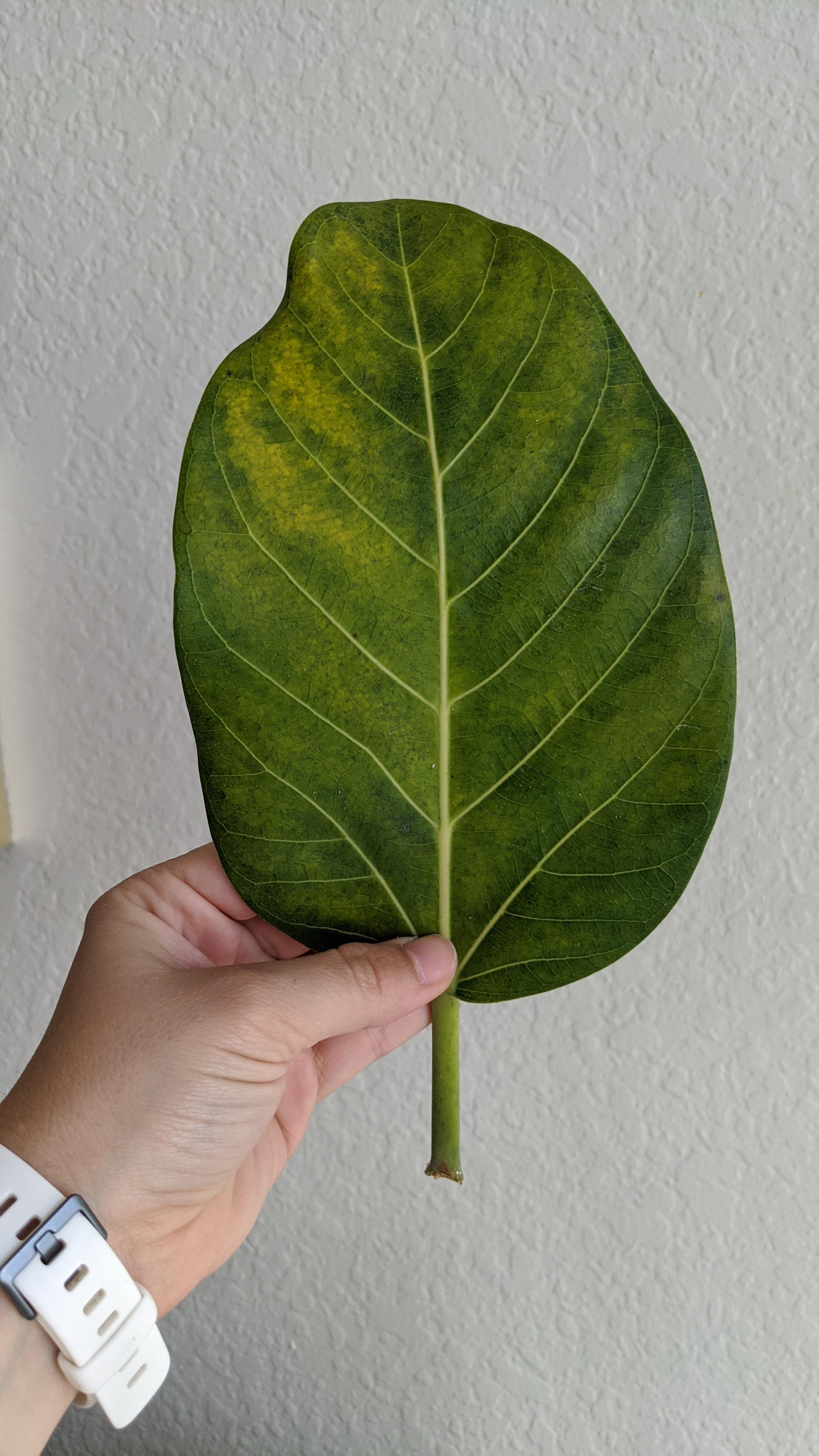 Some of my ficus Audrey's leaves were yellowing. I thought it might be