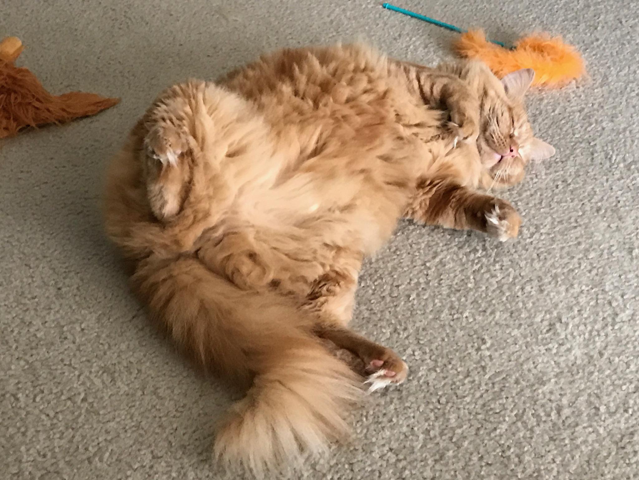 Big ol brush r/bottlebrush