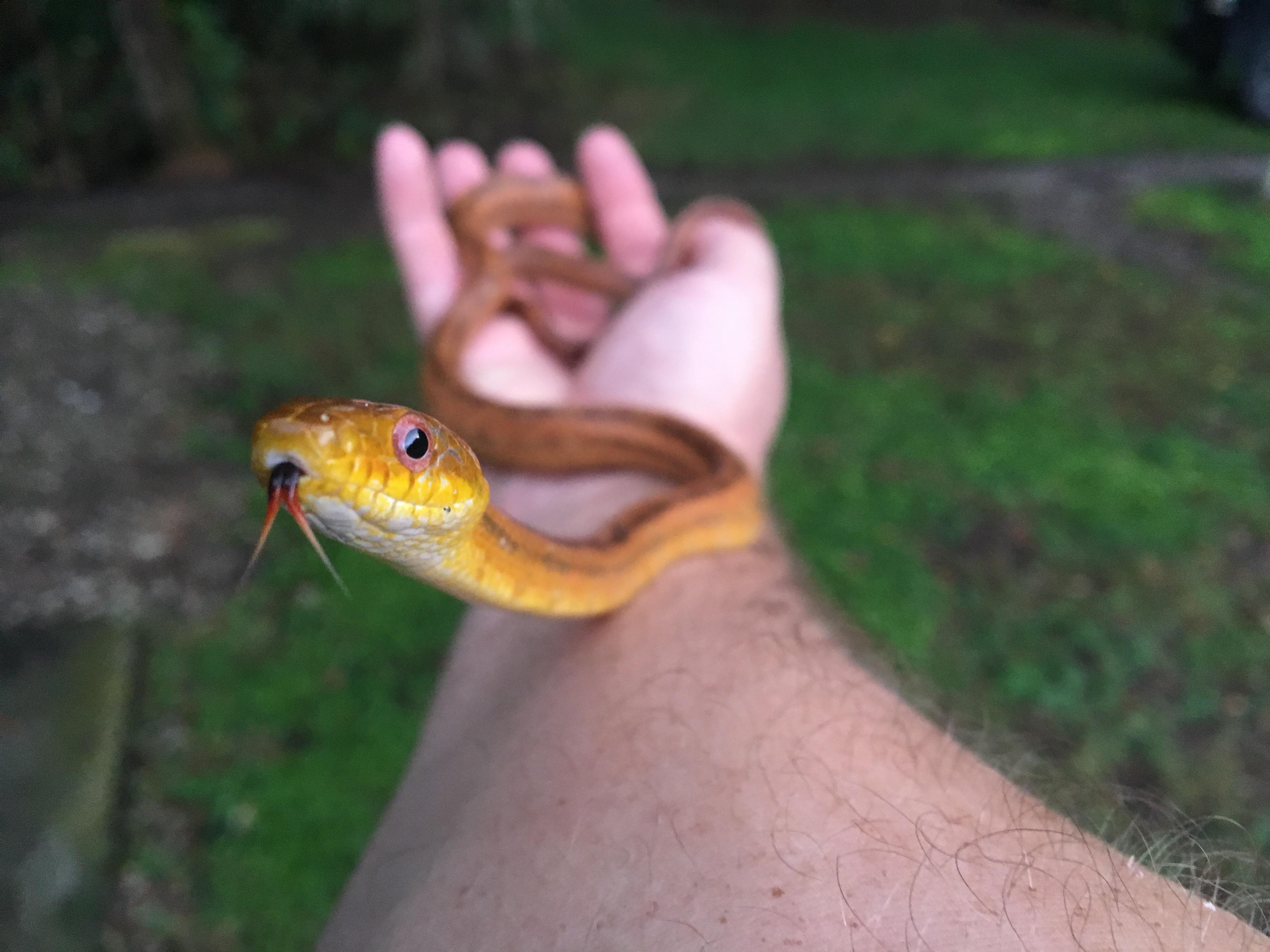 A cute little yellow rat snake that showed up on my front porch! r/snakes
