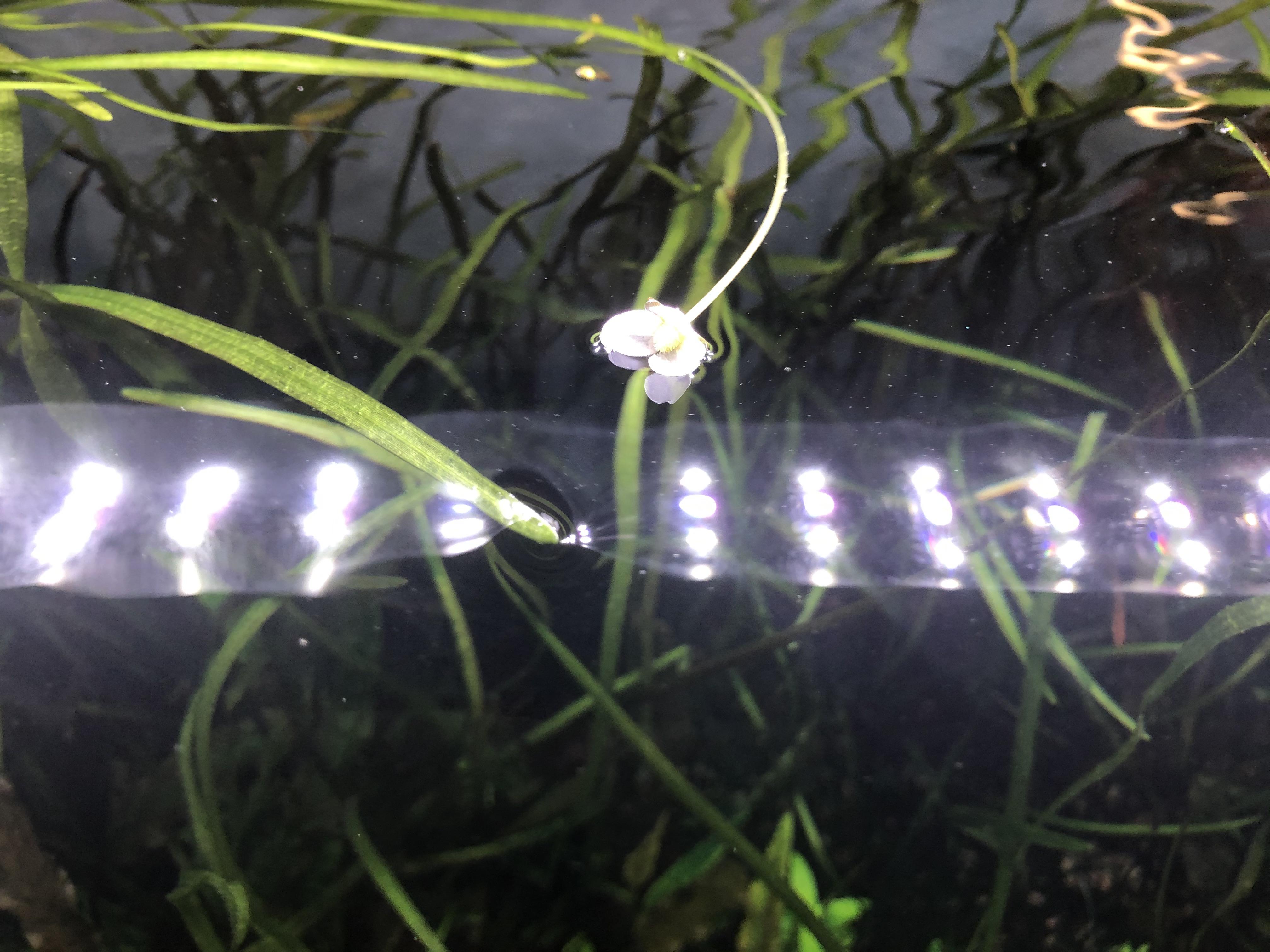 Jungle Val flower managed to grow several inches in less than an hour