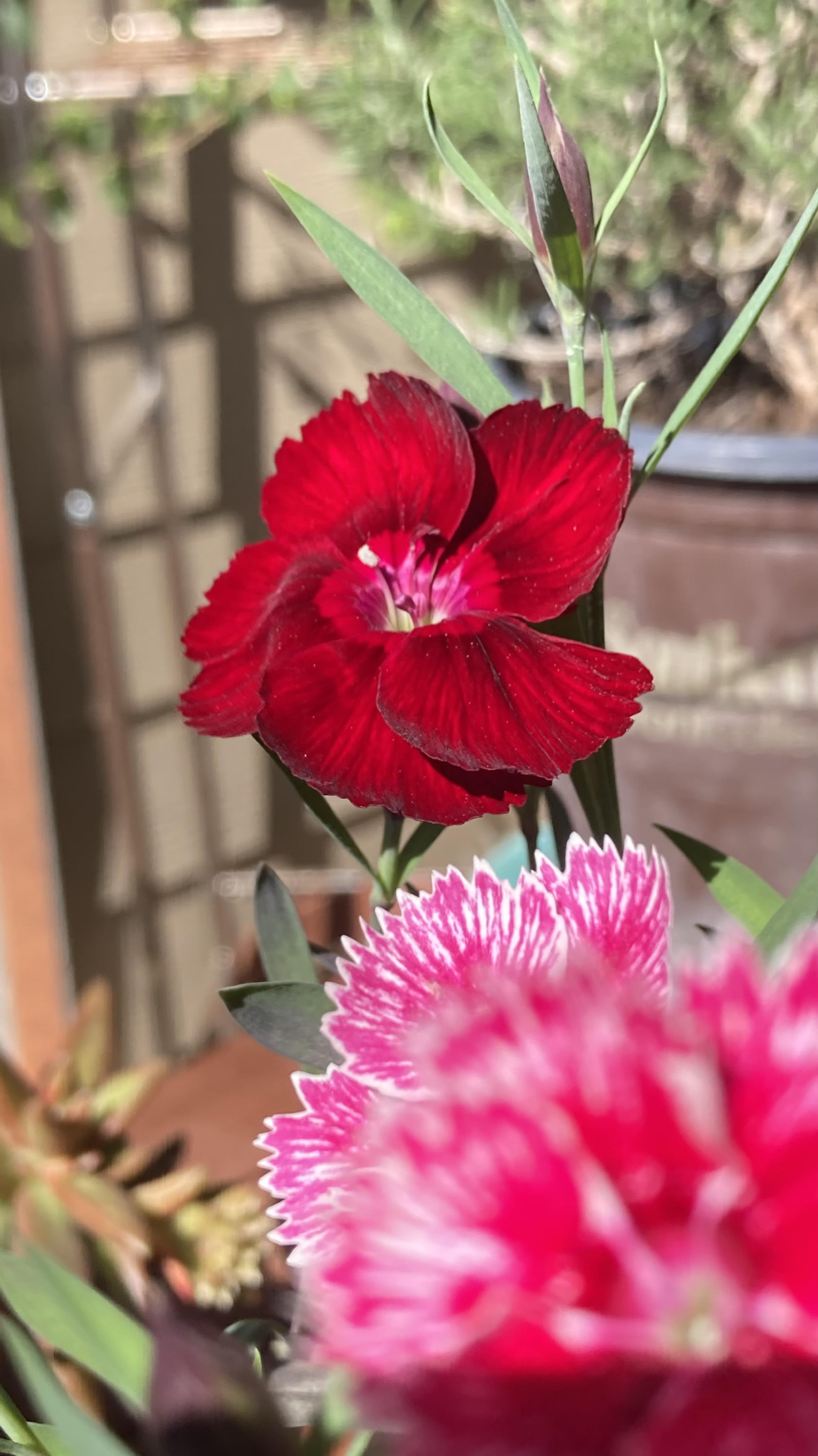 My “Corona” Dianthus survived the TX freeze and loving the spring