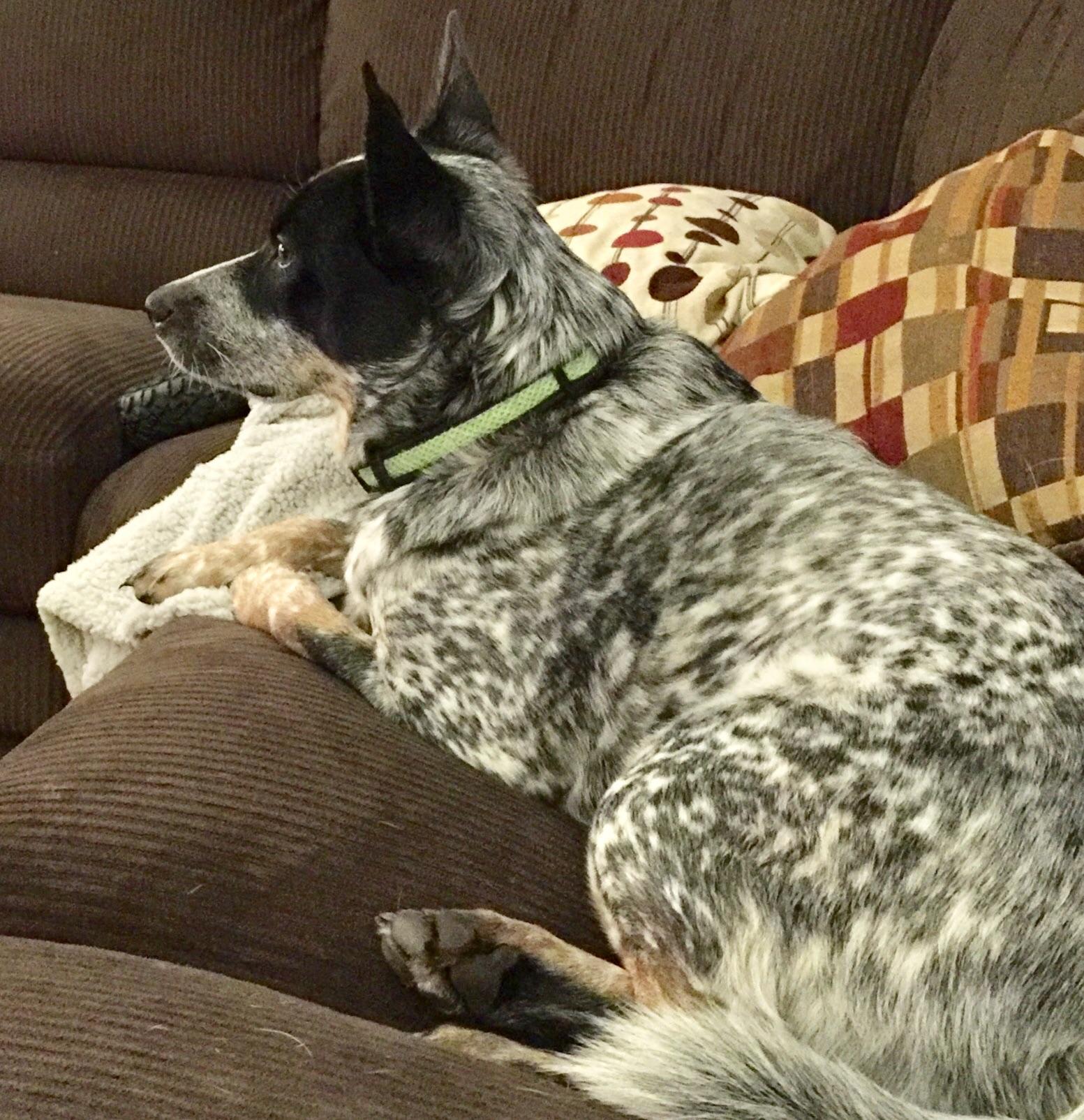 Shark Tank episode about personalized dog products. She watched with