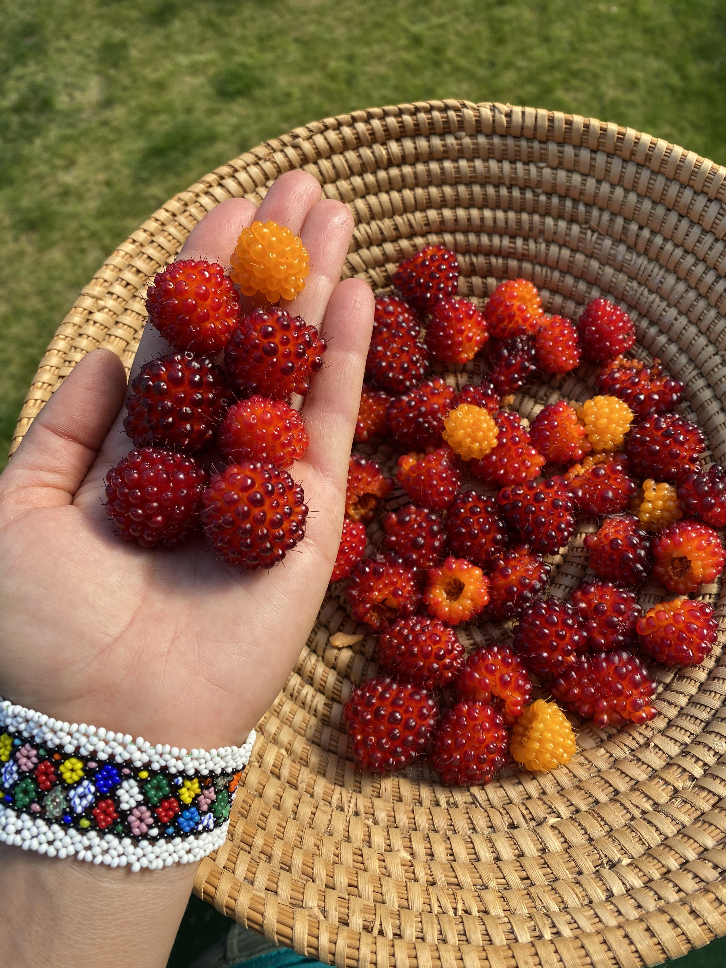 Excellent salmonberry season this year! Never seen them this luscious