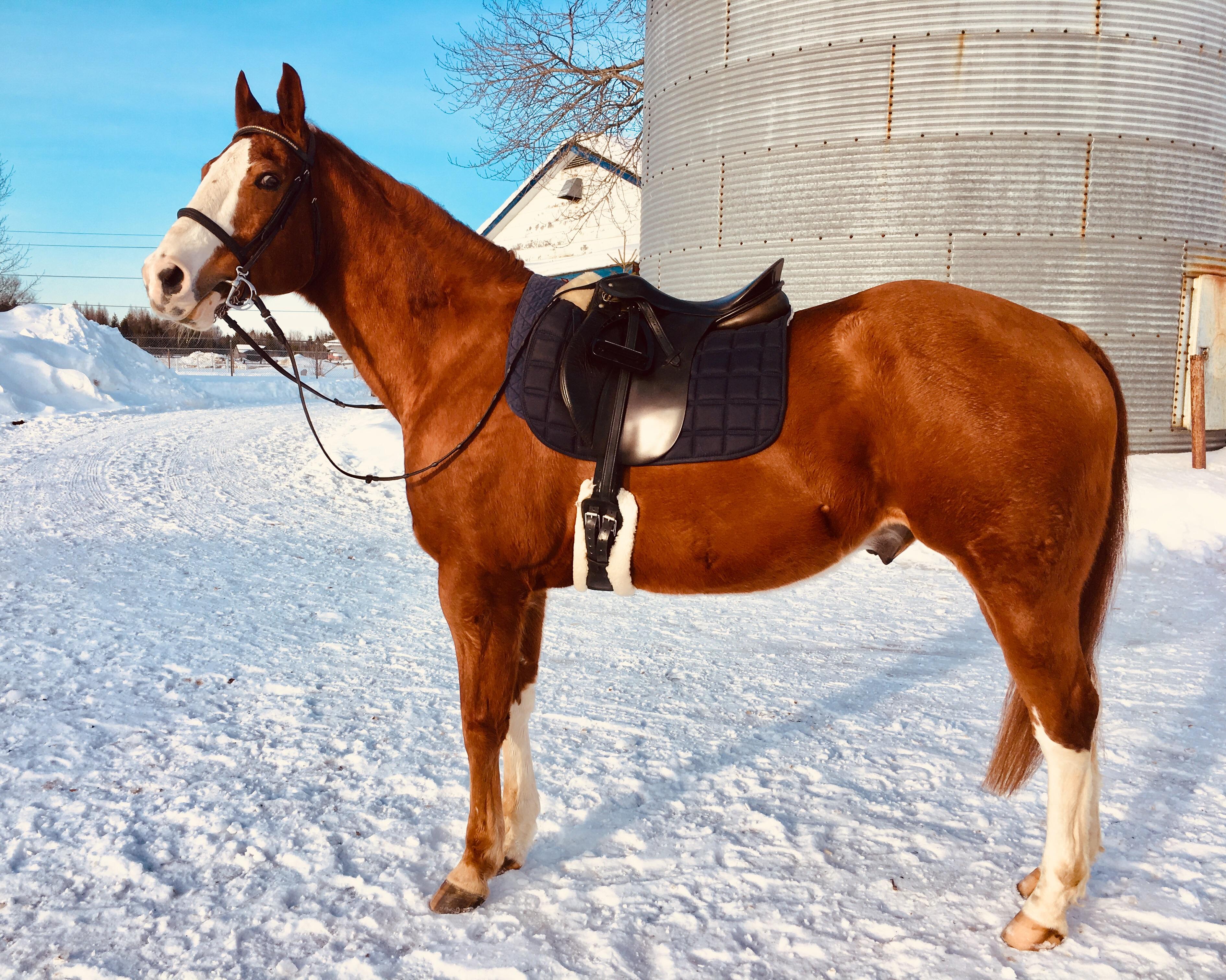 Big Red r/Equestrian