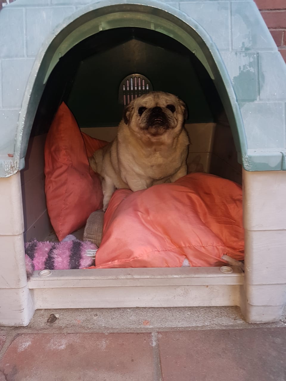 Today my lovely 15 year old pug passed away. She lived a full life