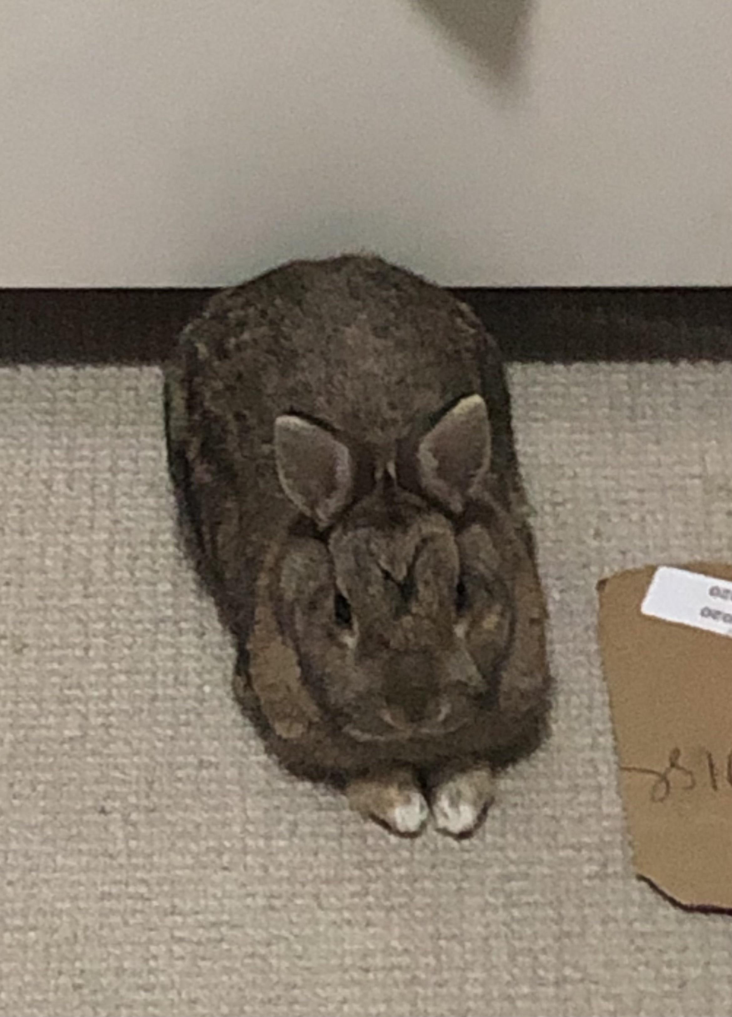 Had a moment where I realised I’m truly overly obsessed with my rabbits