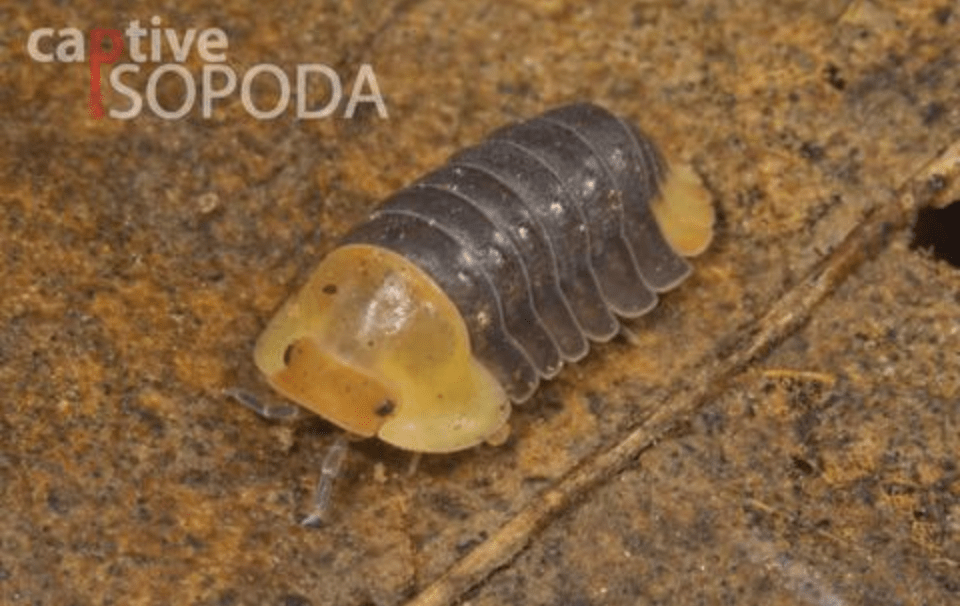 look at this cute roly-poly that looks like a rubber ducky I found