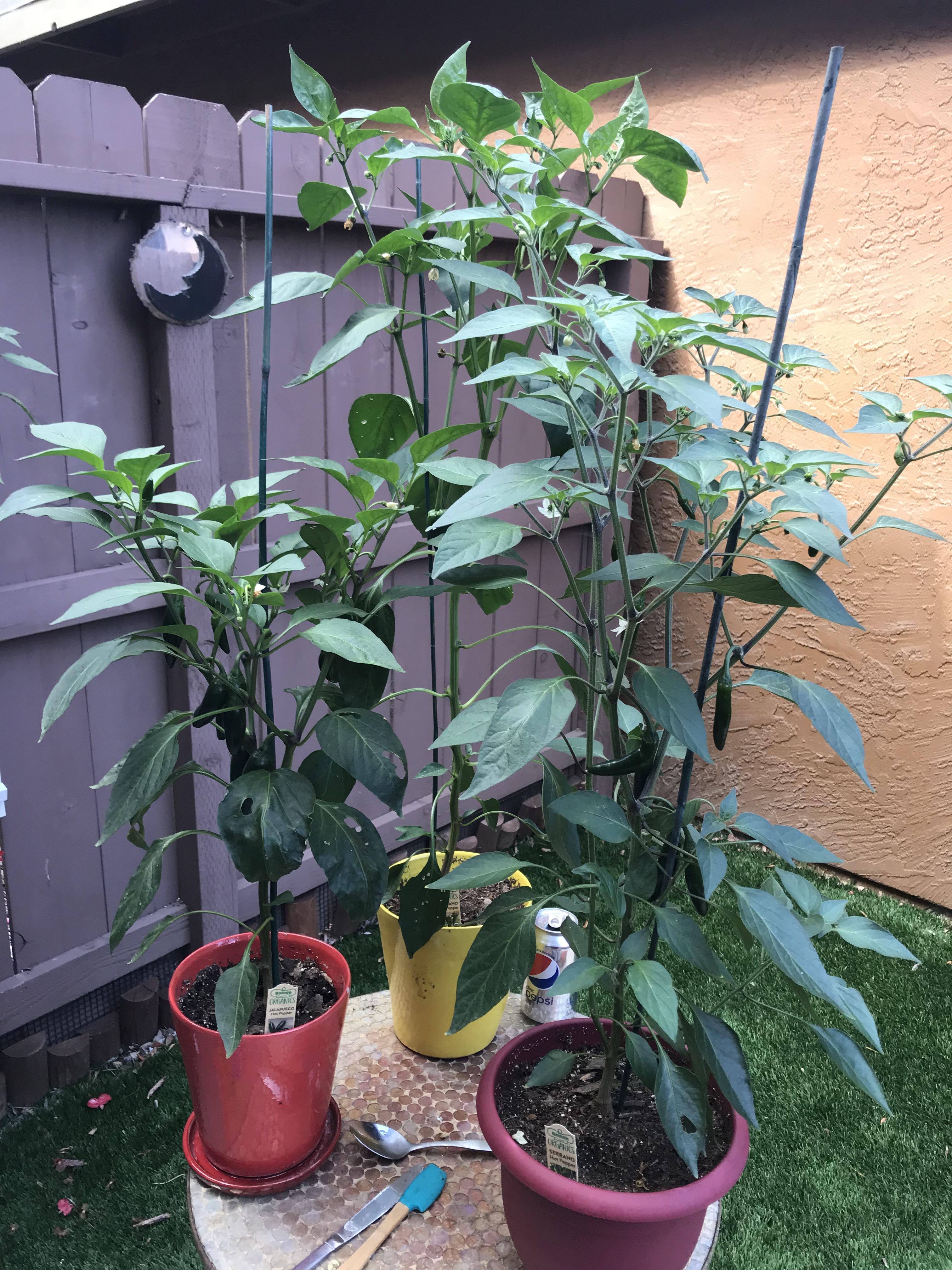 Should I repot my jalapeno, serrano, and poblano plants? r/HotPeppers