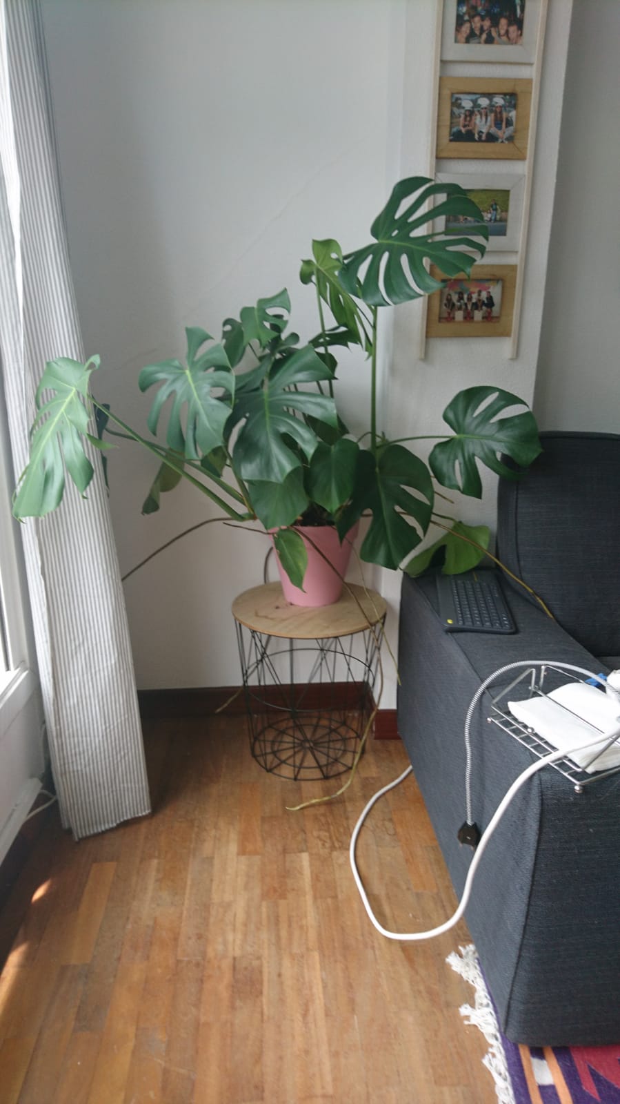 Monstera have too many and too long aerial roots ¿What should i do