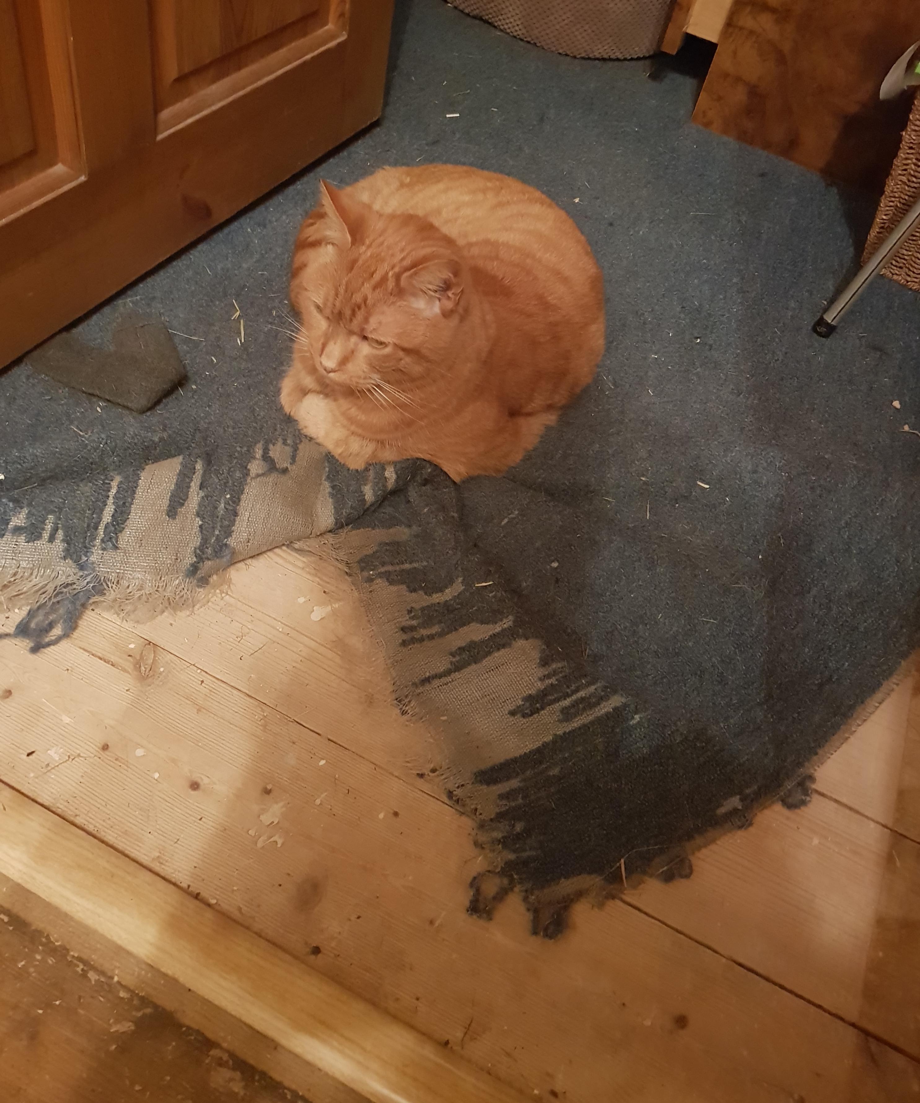 We've been trying to figure out who's picking at the carpet. I don't