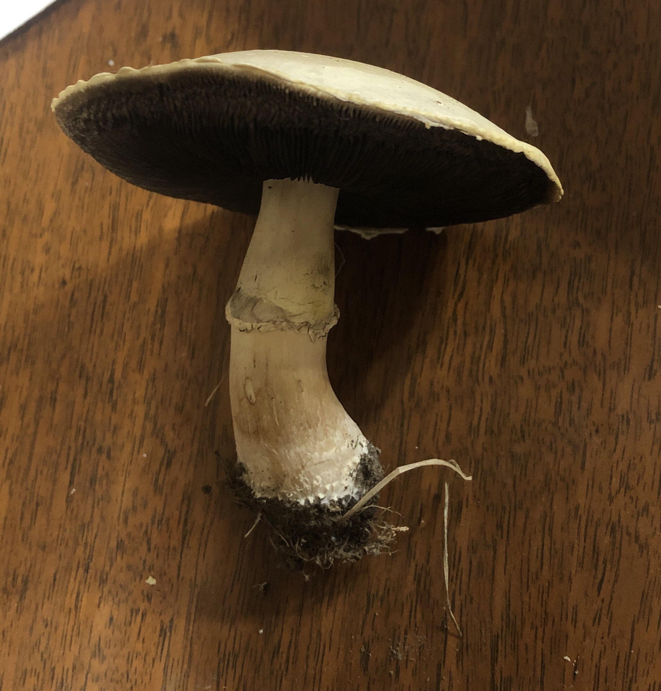 Possible meadow mushroom?? Found in northwest Colorado r/mushroom_hunting