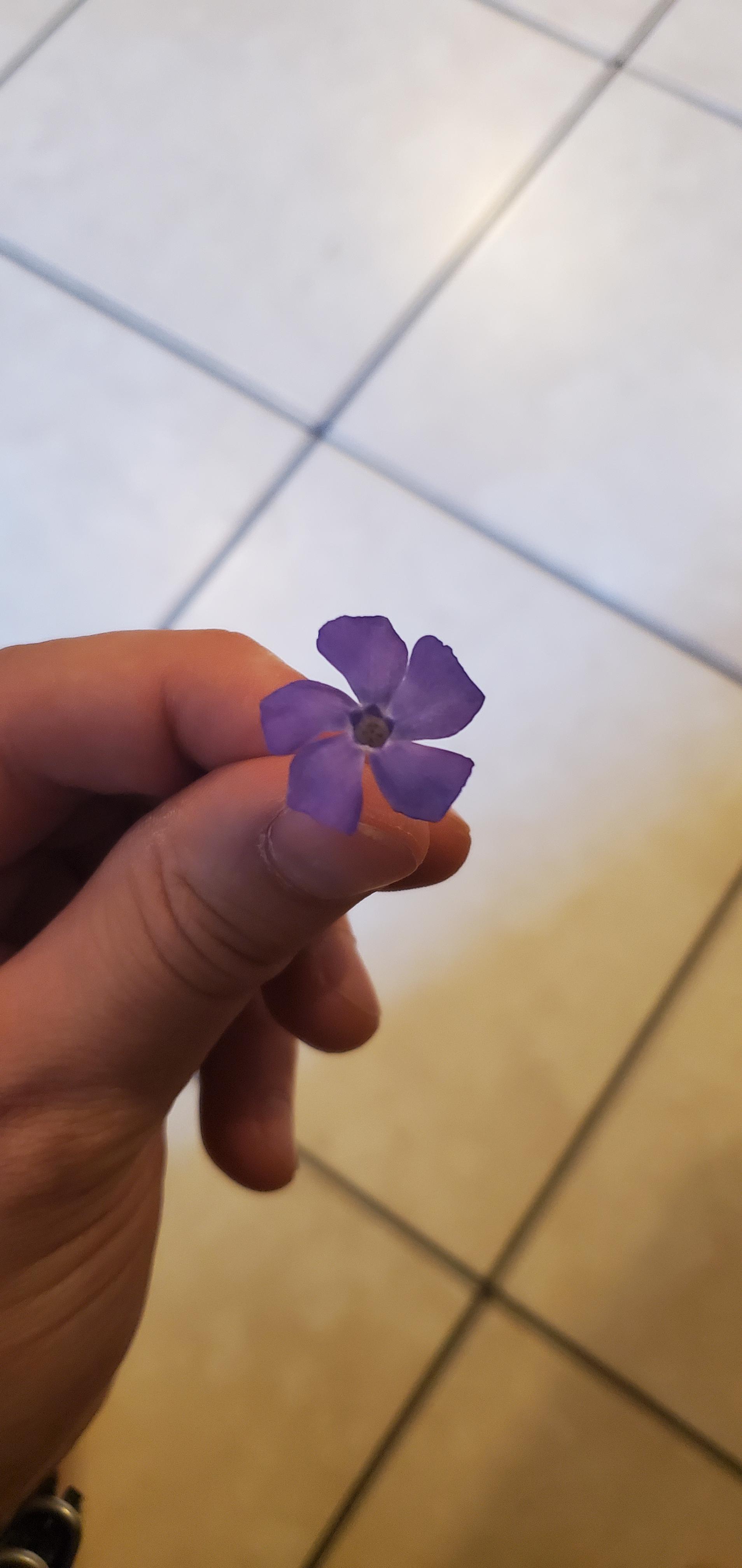 is vinca major edible? there's very little info out there r/EdiblePlants