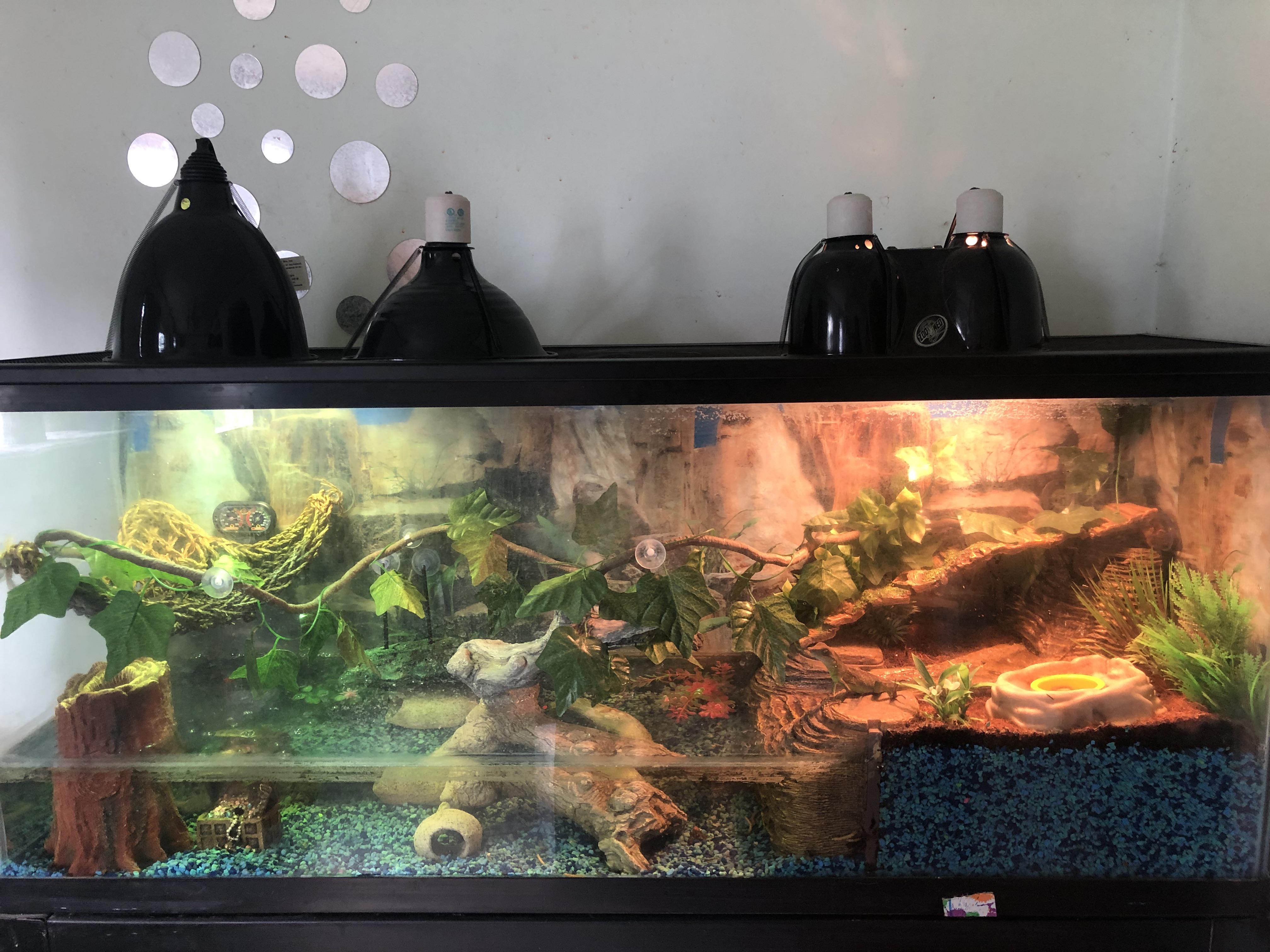 Water Dragon Setup