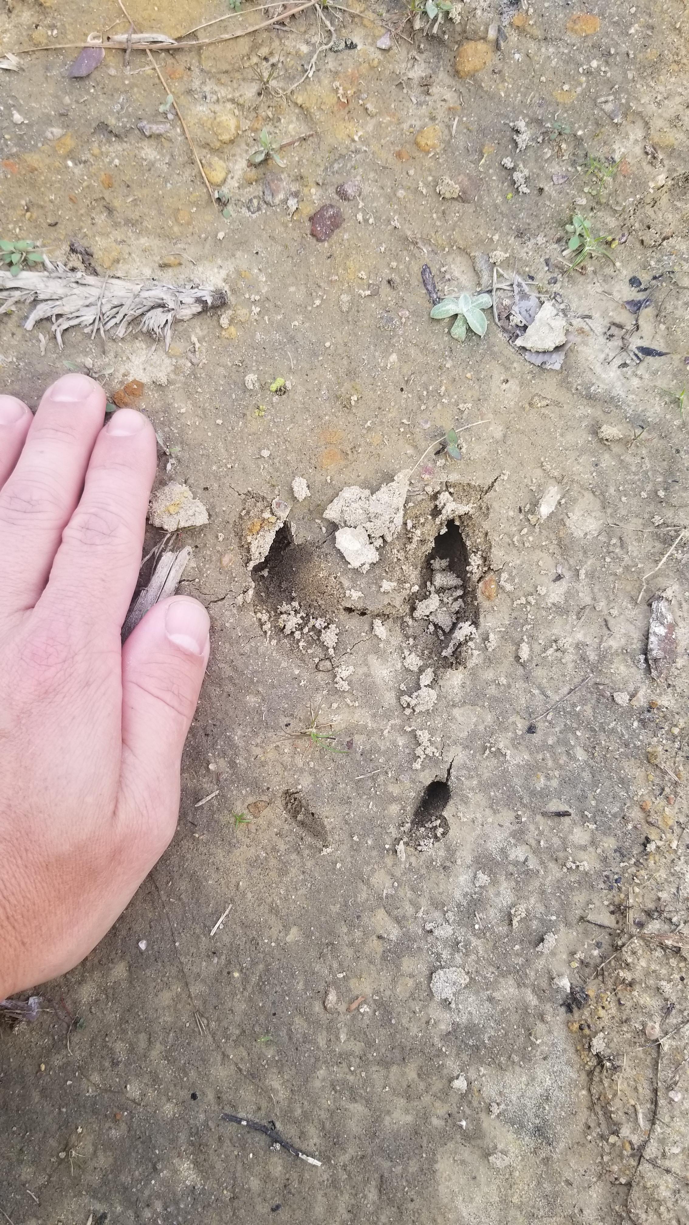 Whitetail deer landing after he jumped when we spooked him. He had a