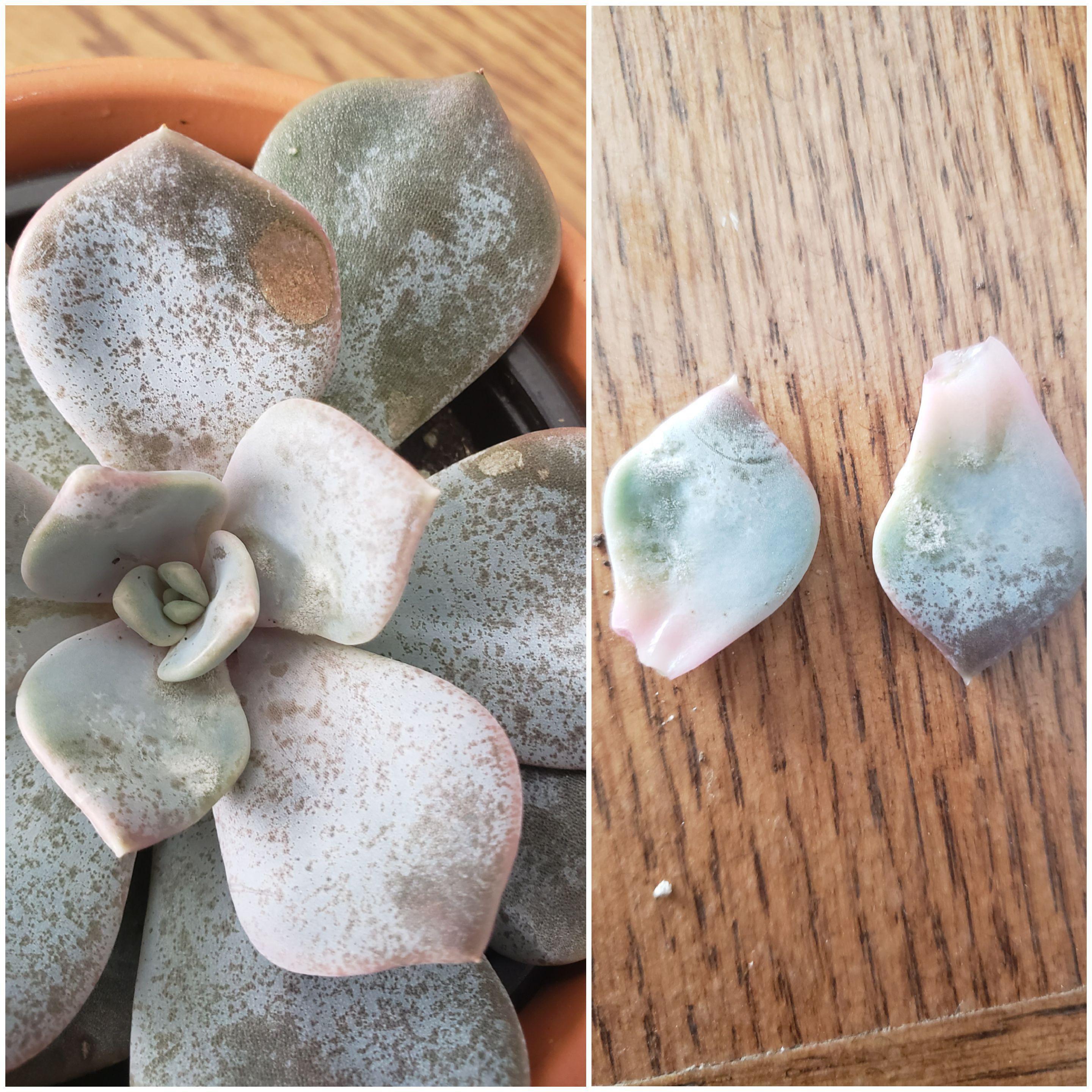Does anyone know why my succulent has this white mold and brown spots