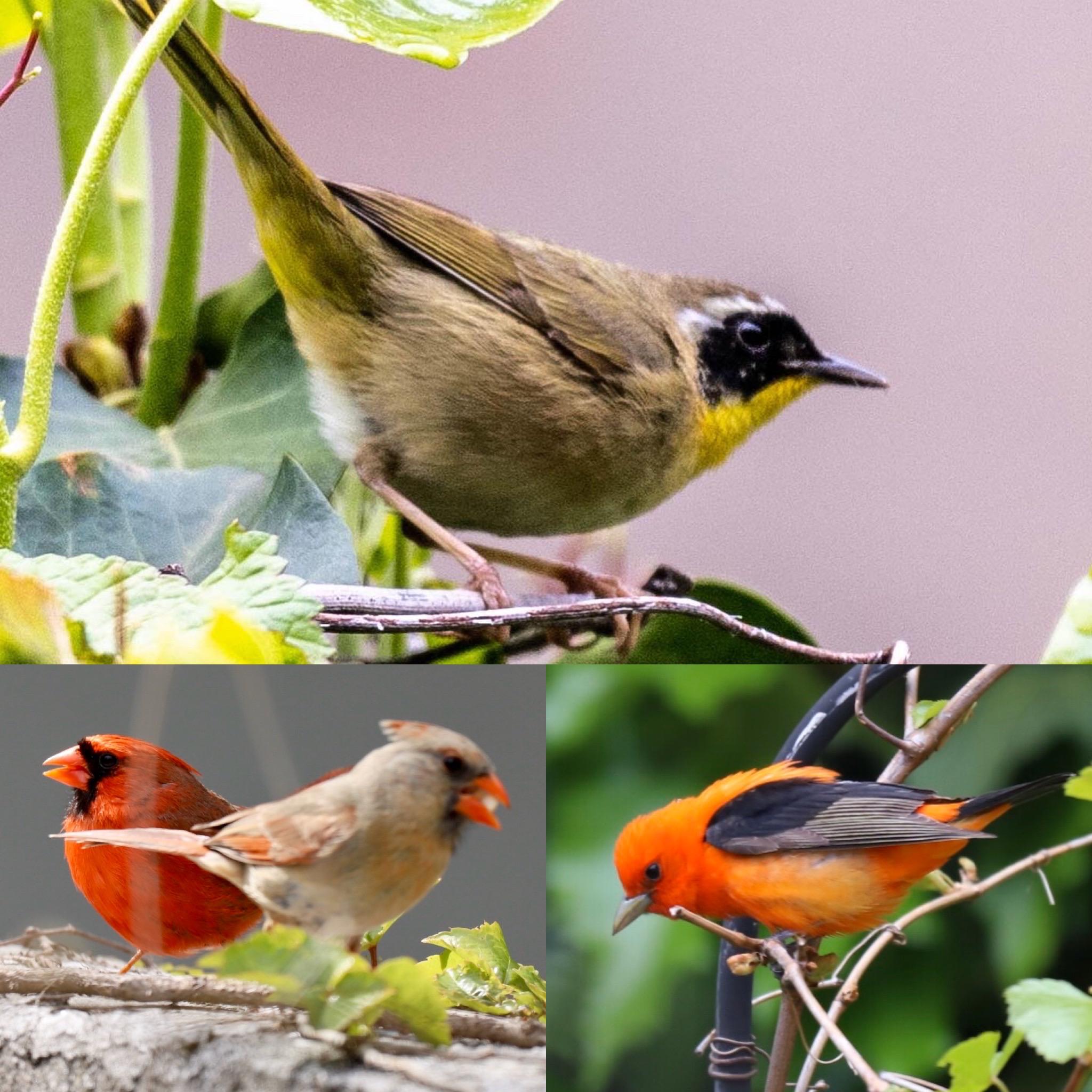 Exotic birds of Hoboken spring 2020 edition. Today has been amazing for this birdnerd. It’s as