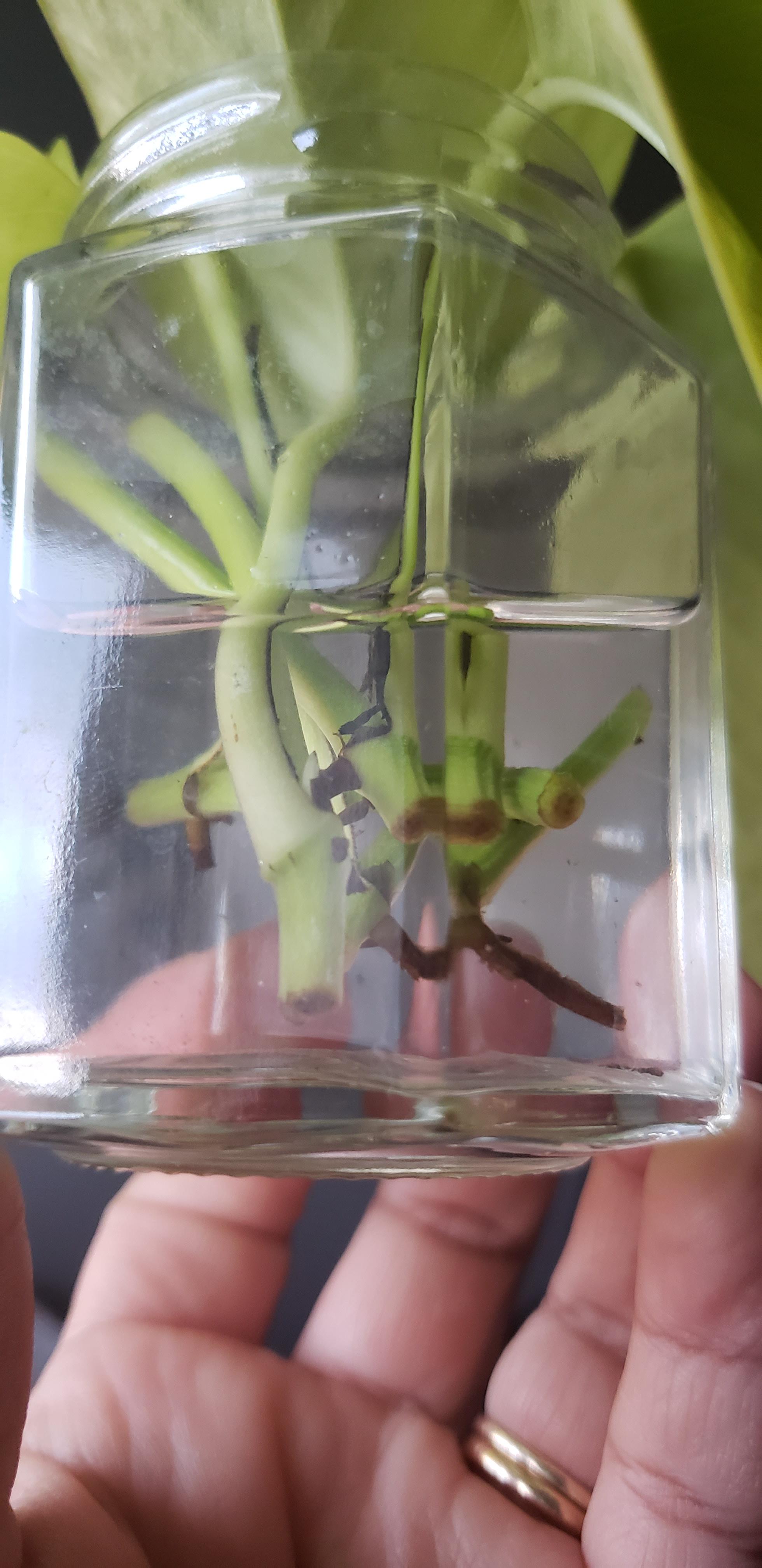 My pothos cuttings have been in water for maybe 2 weeks now, and I