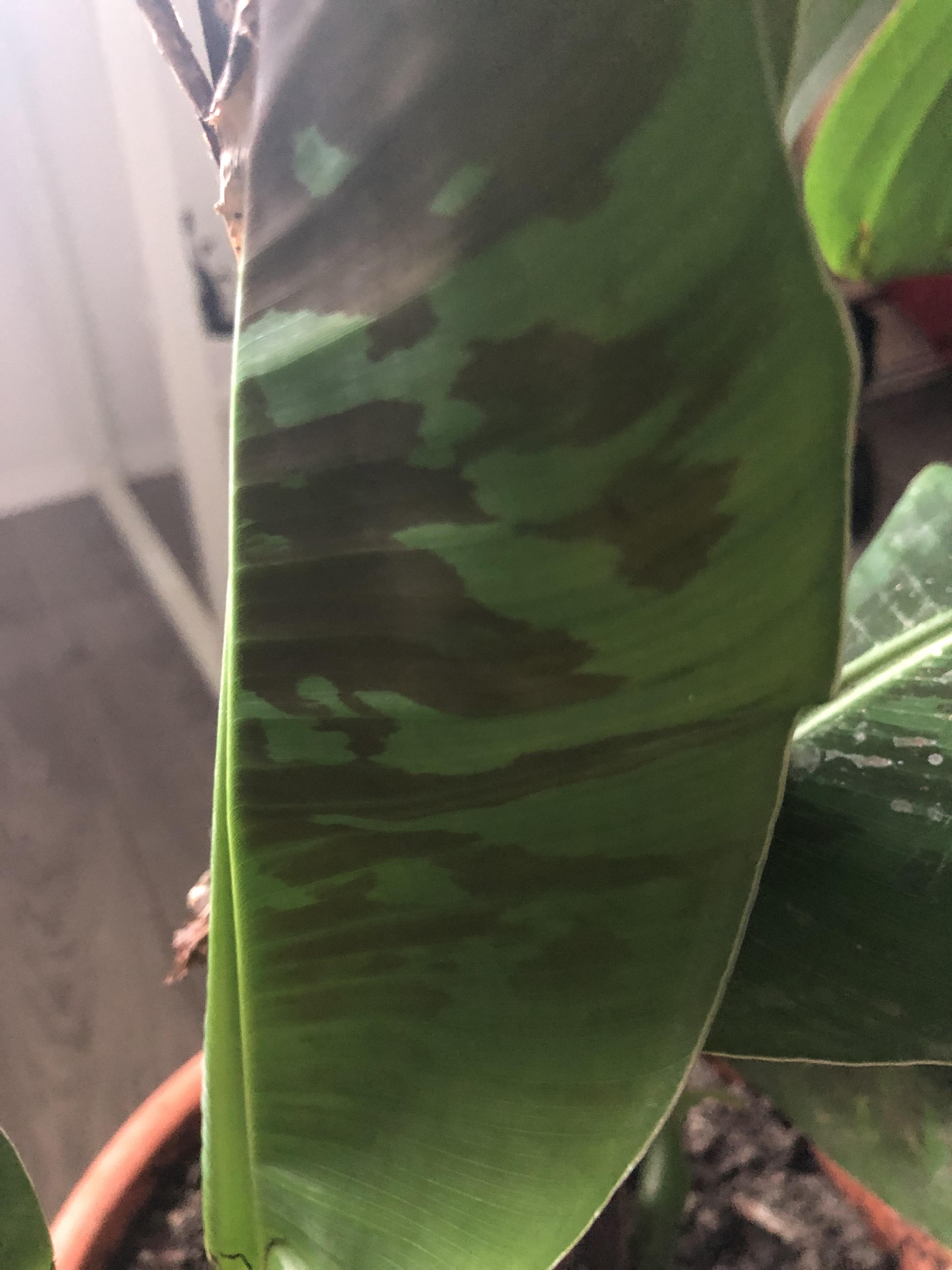 Brown spots and burns on banana plant. What am I doing wrong? r/gardening