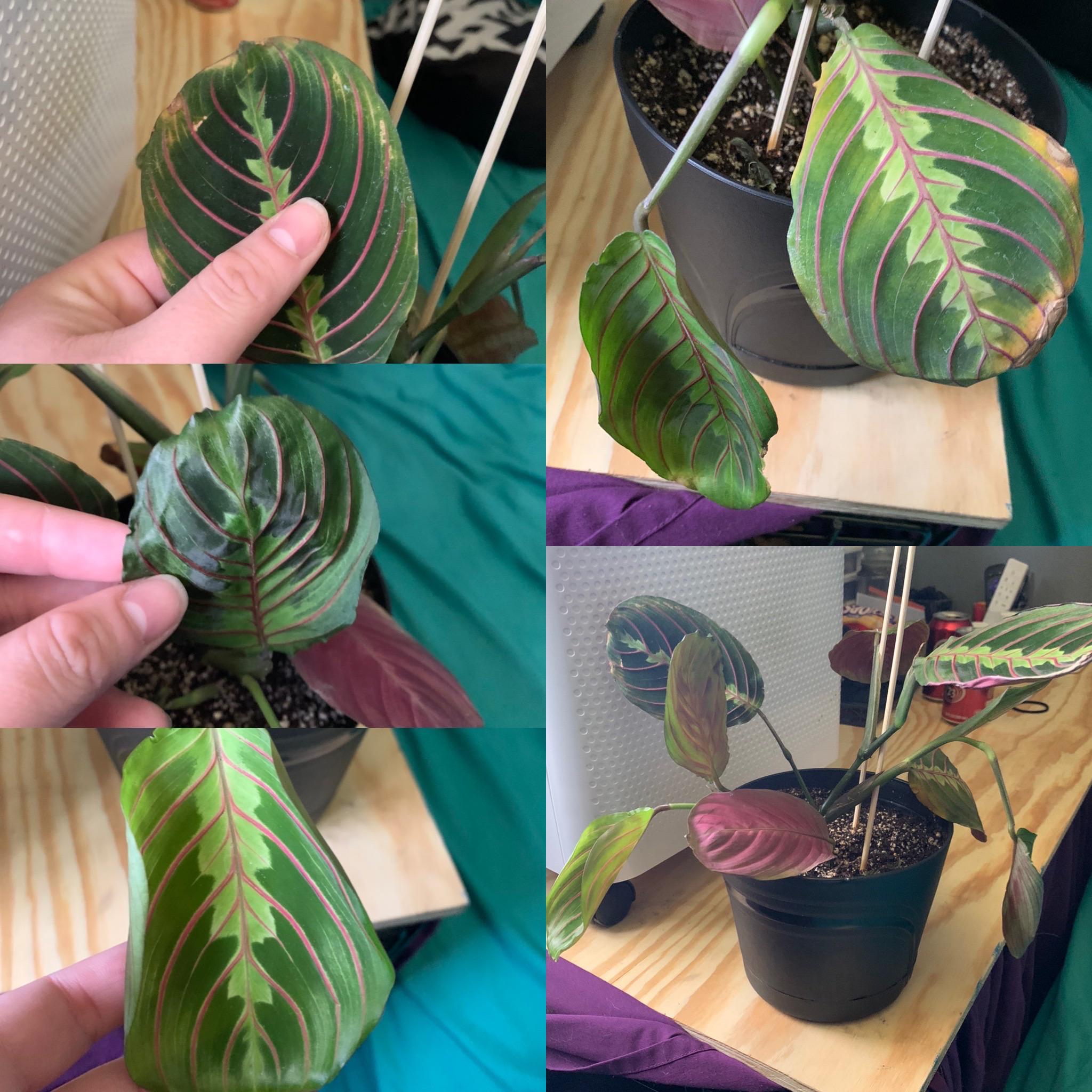 How can I perk my prayer plant back up? 😭 She arrived like this r