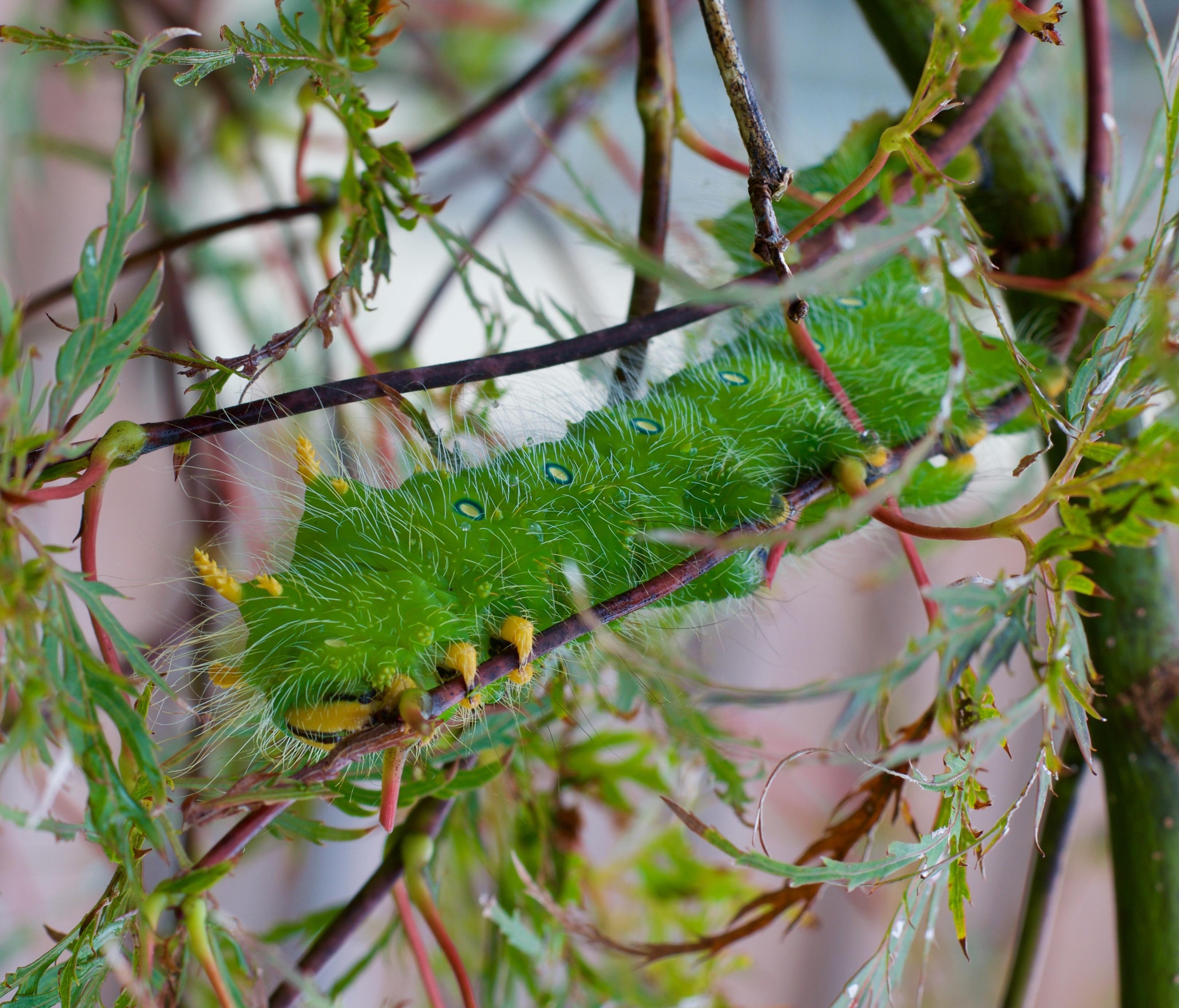 Imperial Moth Caterpillar, Eacles imperialis [OC] [3239 × 2769] r