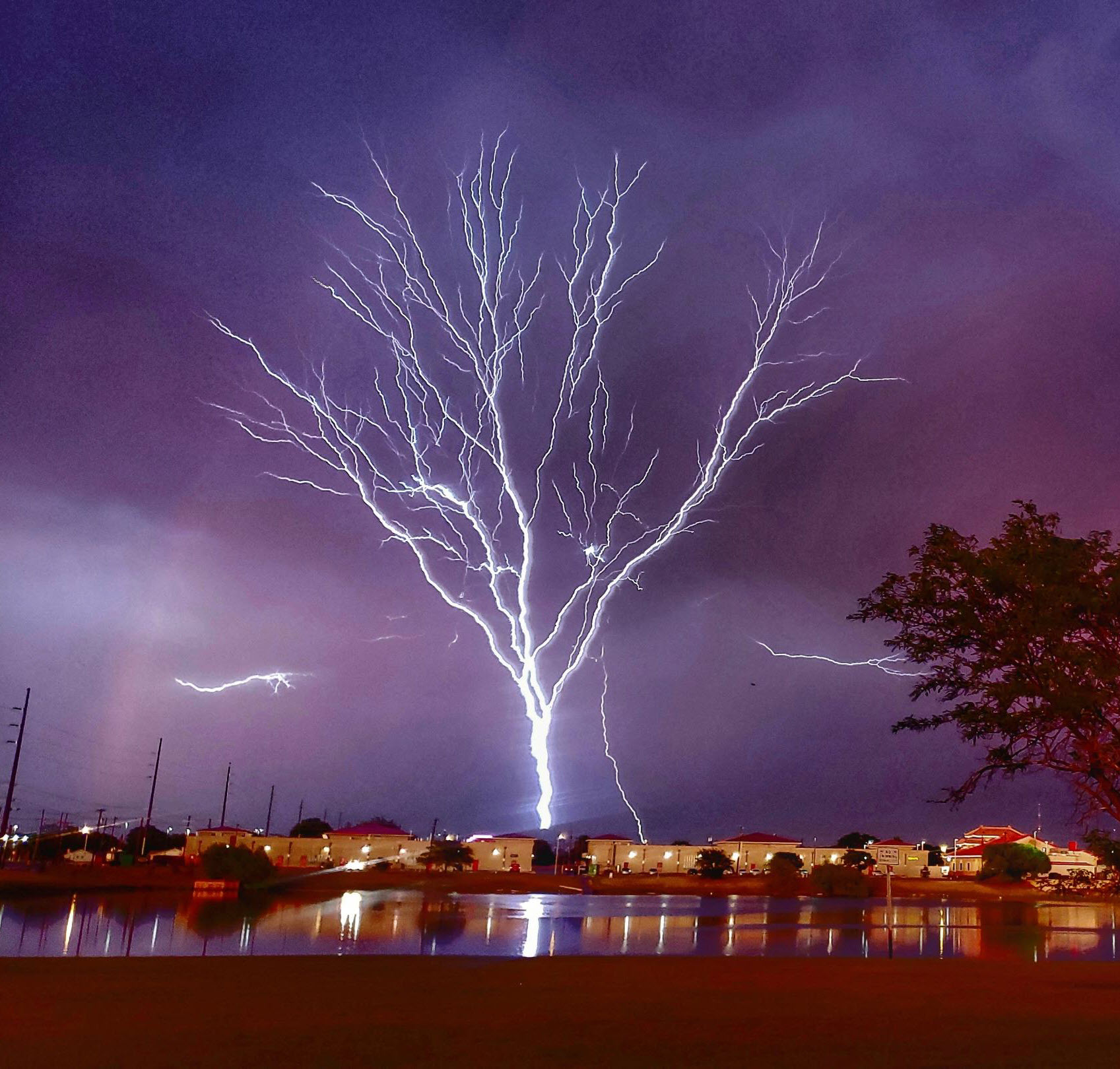 Lighting tree r/pics