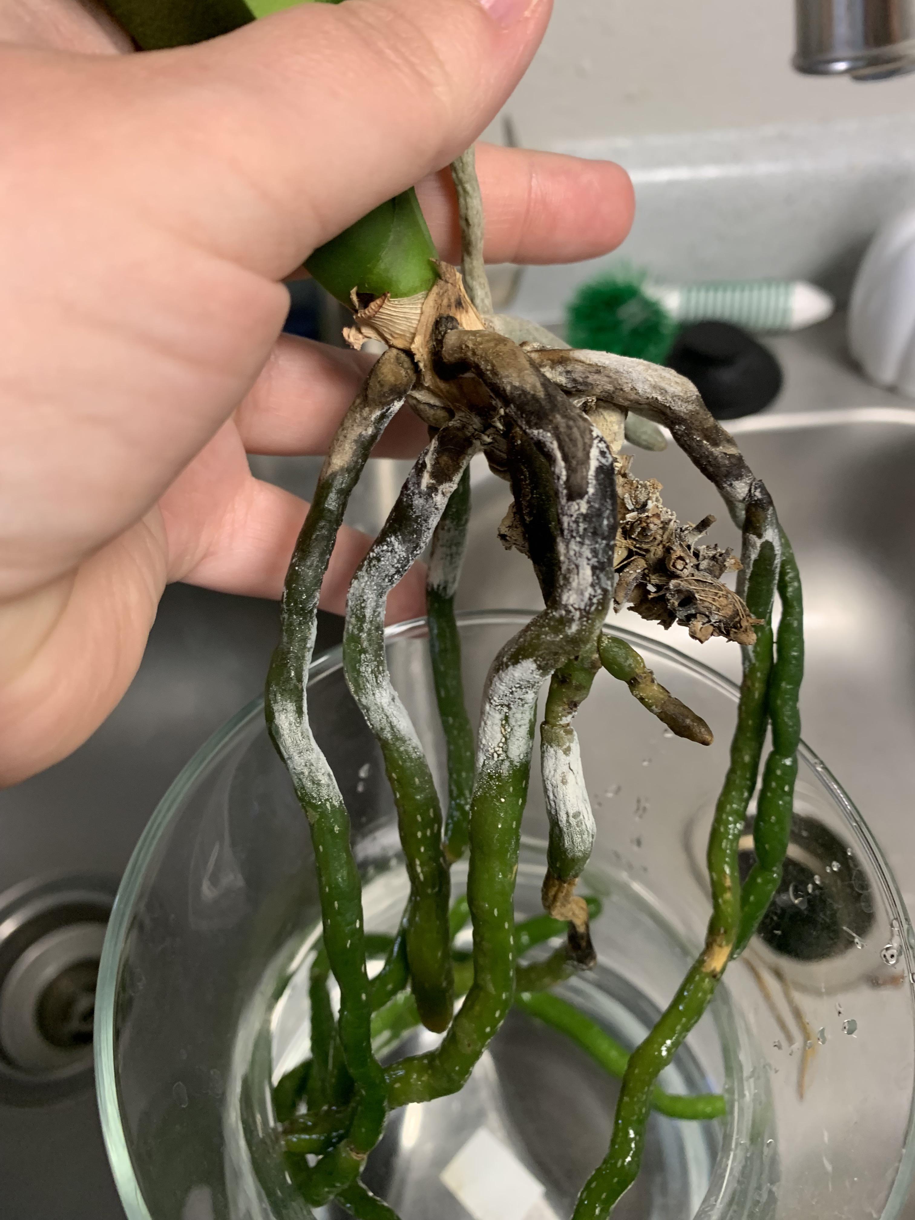 Partial water culture root funk? Is this mold and how do I get rid of