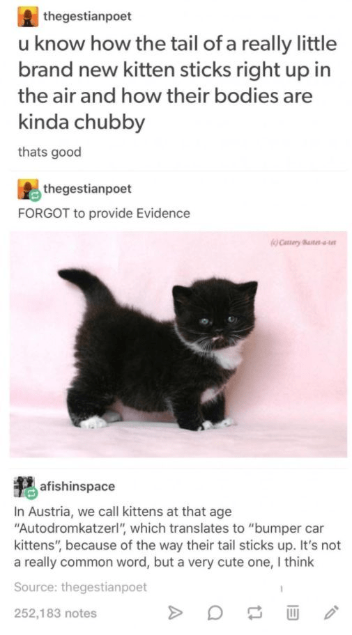 Bumper Car Kittens r/tumblr