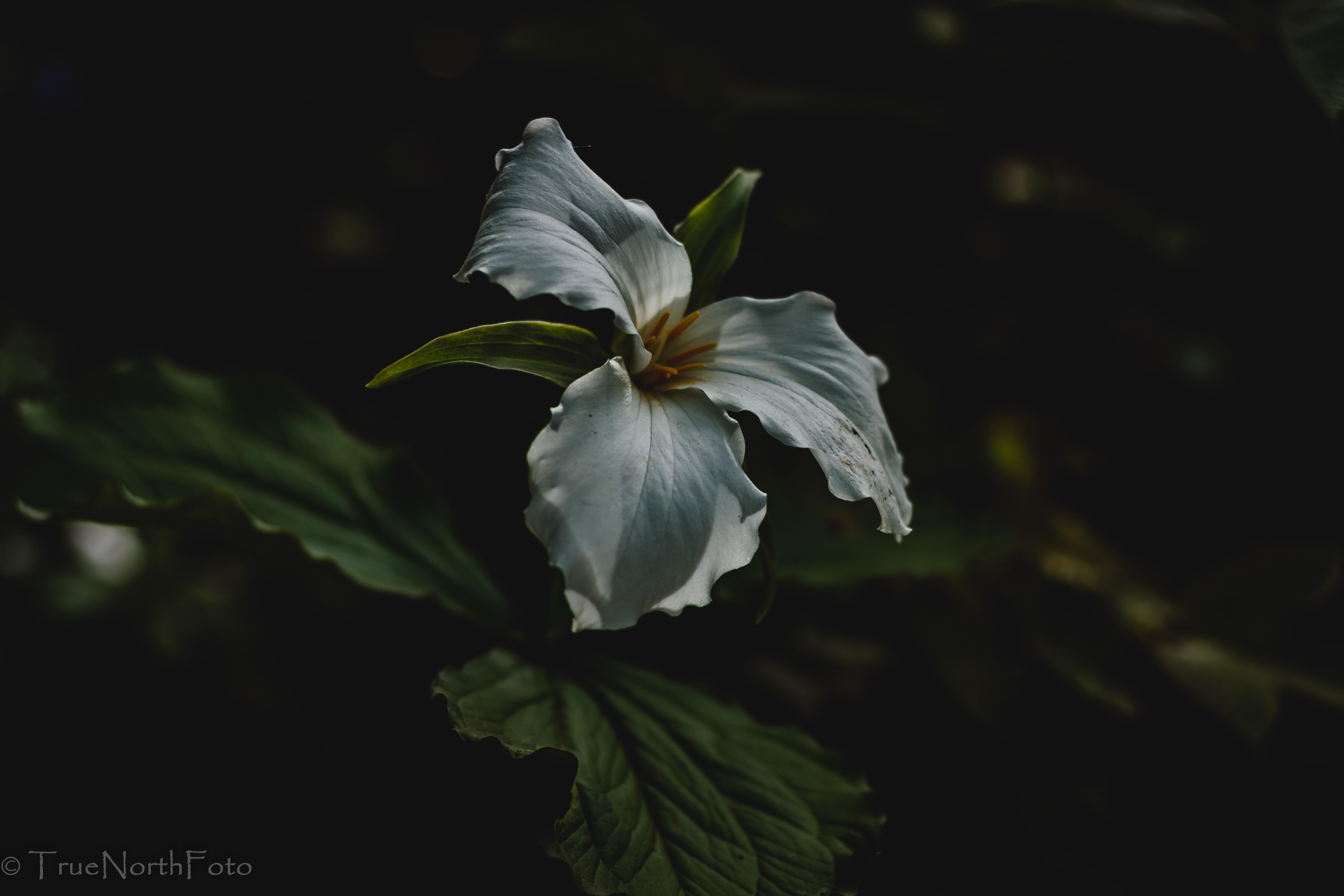 Please let me know what you think? New to photography (4 months), editing & Reddit. Self taught