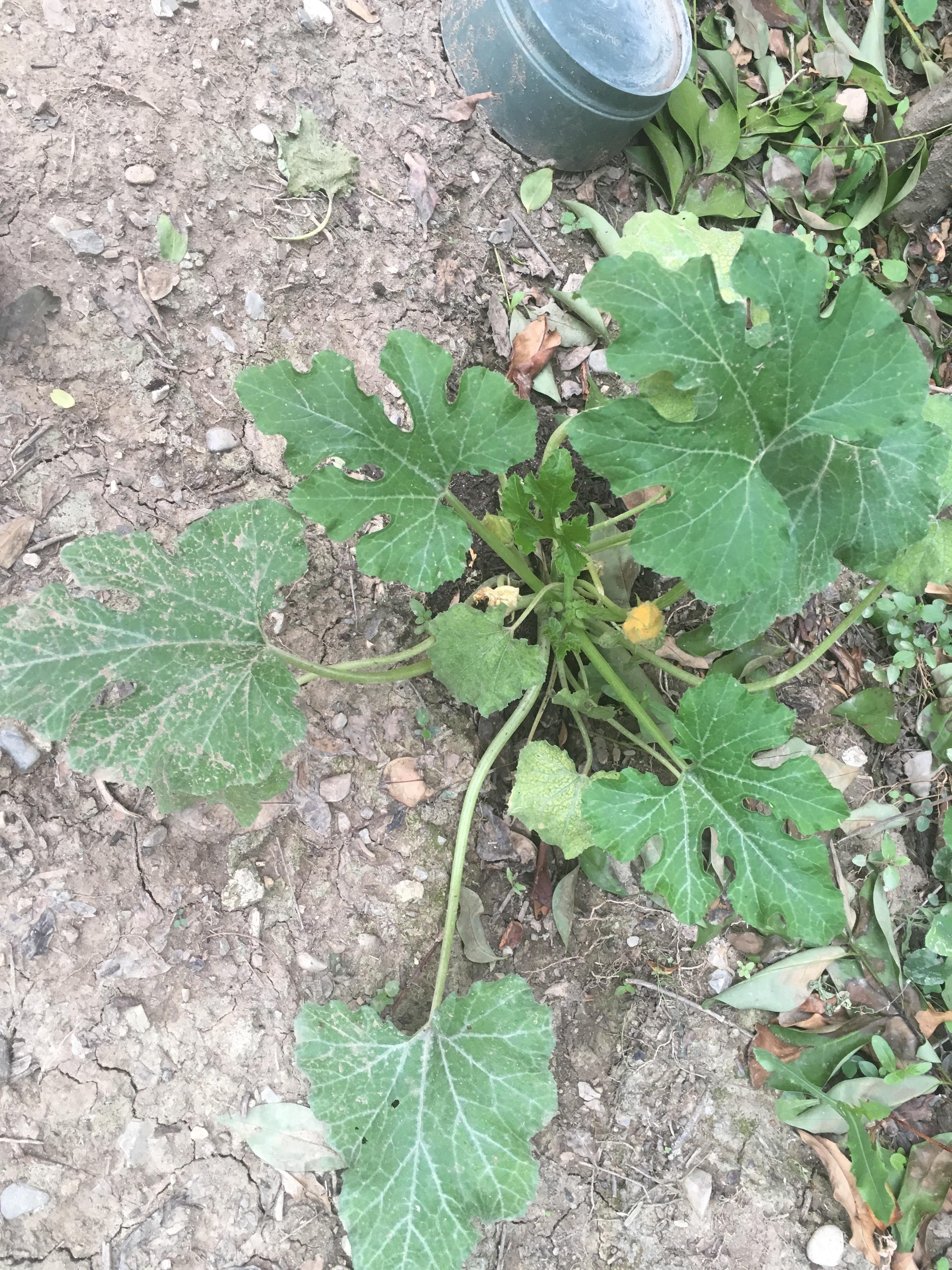 My three zucchini plants are tiny, I’ve planted them from seed in May