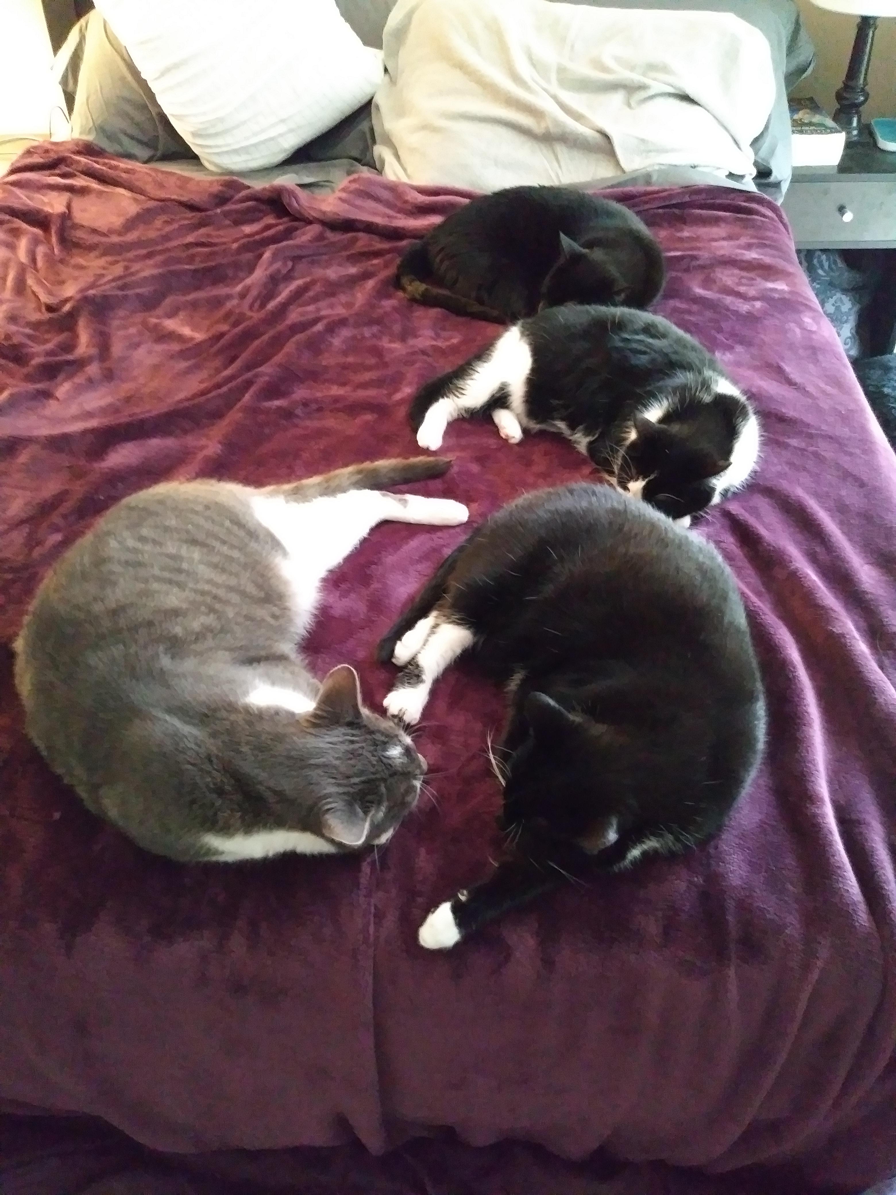 We recently got a big microfiber blanket for the bed... I think our cat